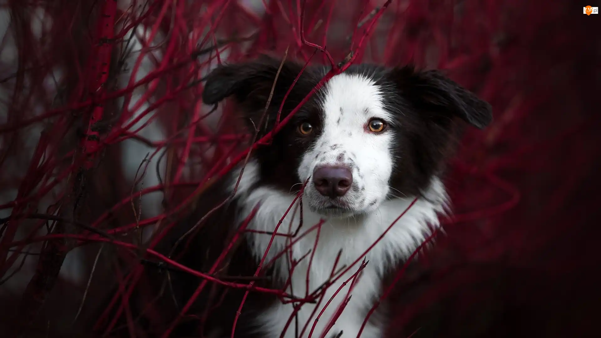 Gałązki, Pies, Border collie, Mordka