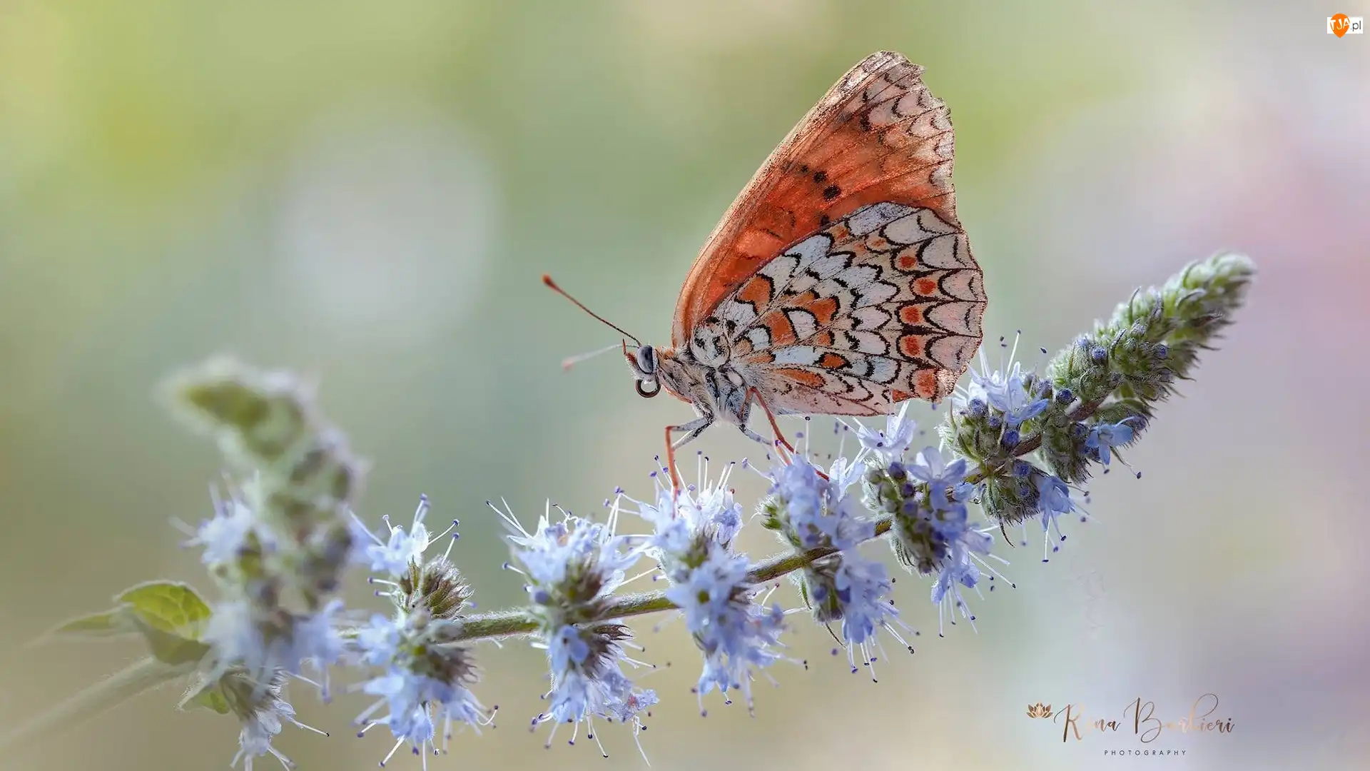 Kwiat, Motyl, Przeplatka didyma, Roślina