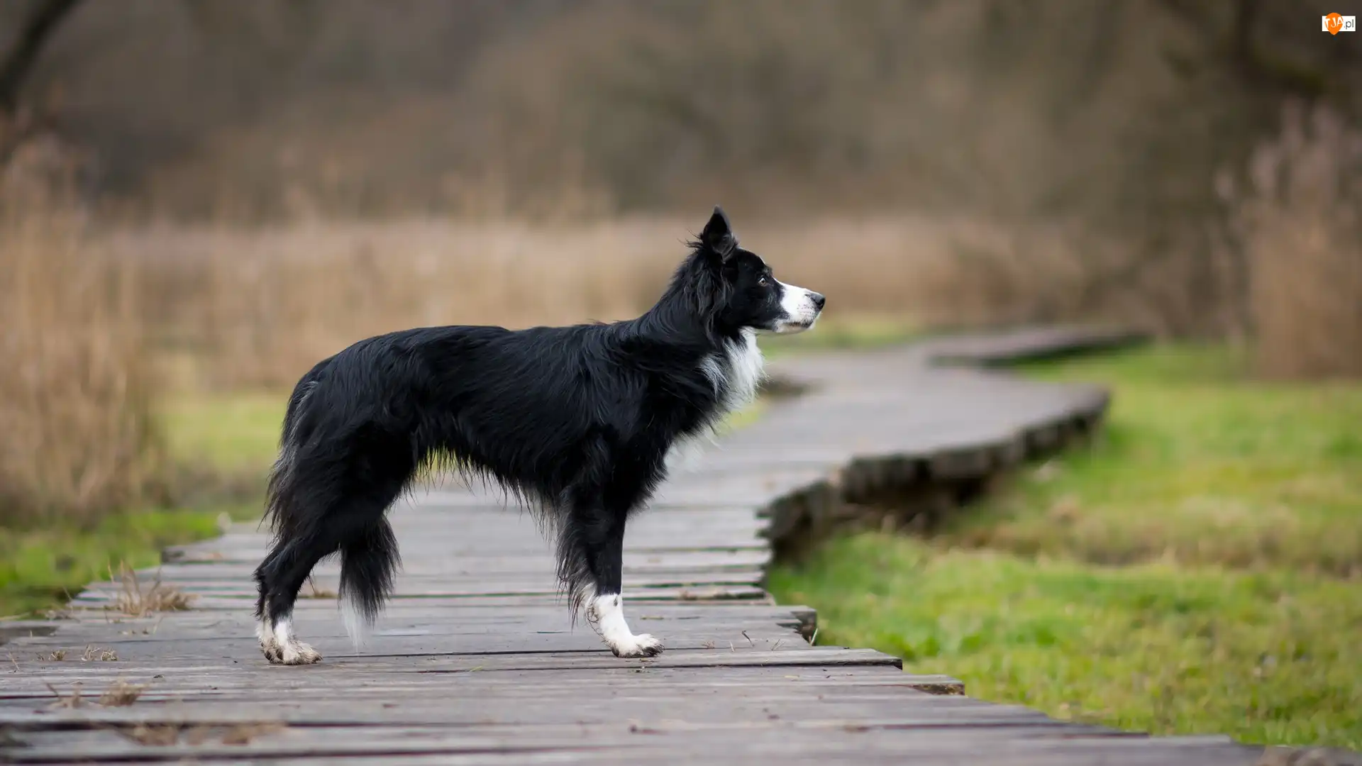 Kładka, Pies, Border collie