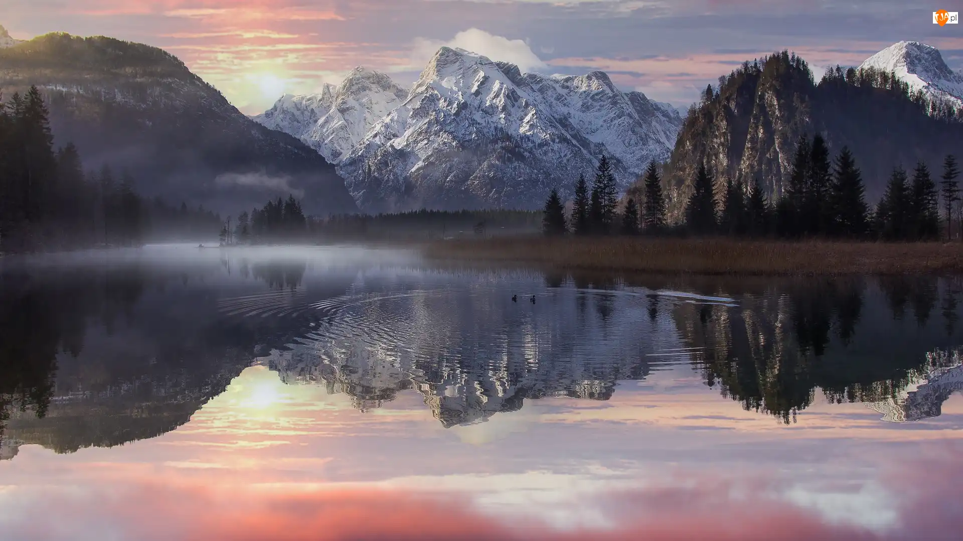 Drzewa, Góry, Austria, Jezioro Almsee, Kaczki, Mgła, Totes Gebirge
