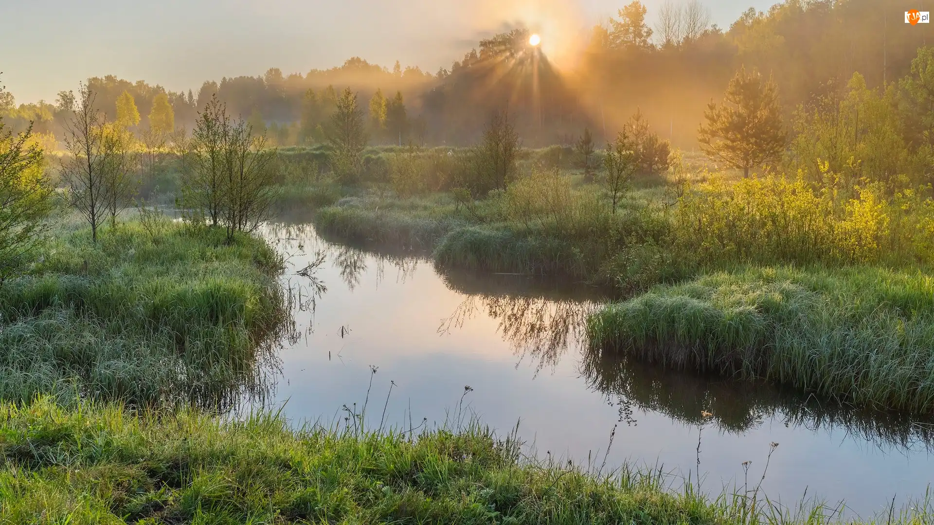 Rzeka, Wschód słońca, Zarośla, Trzciny, Mgła, Drzewa