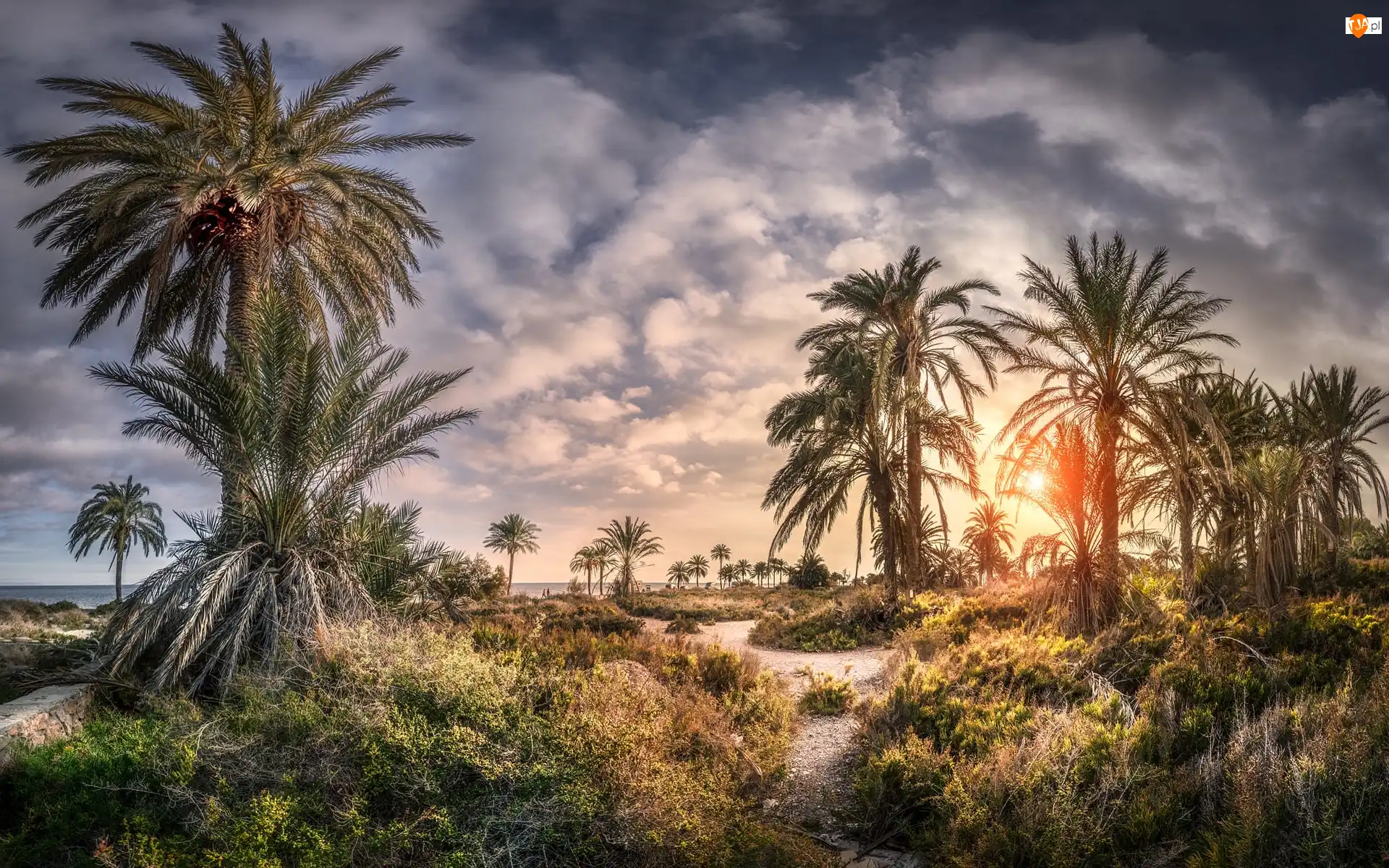 Playa de Roquetas, Hiszpania, Droga, Palmy, Andaluzja, Plaża, Zachód słońca, Almeria