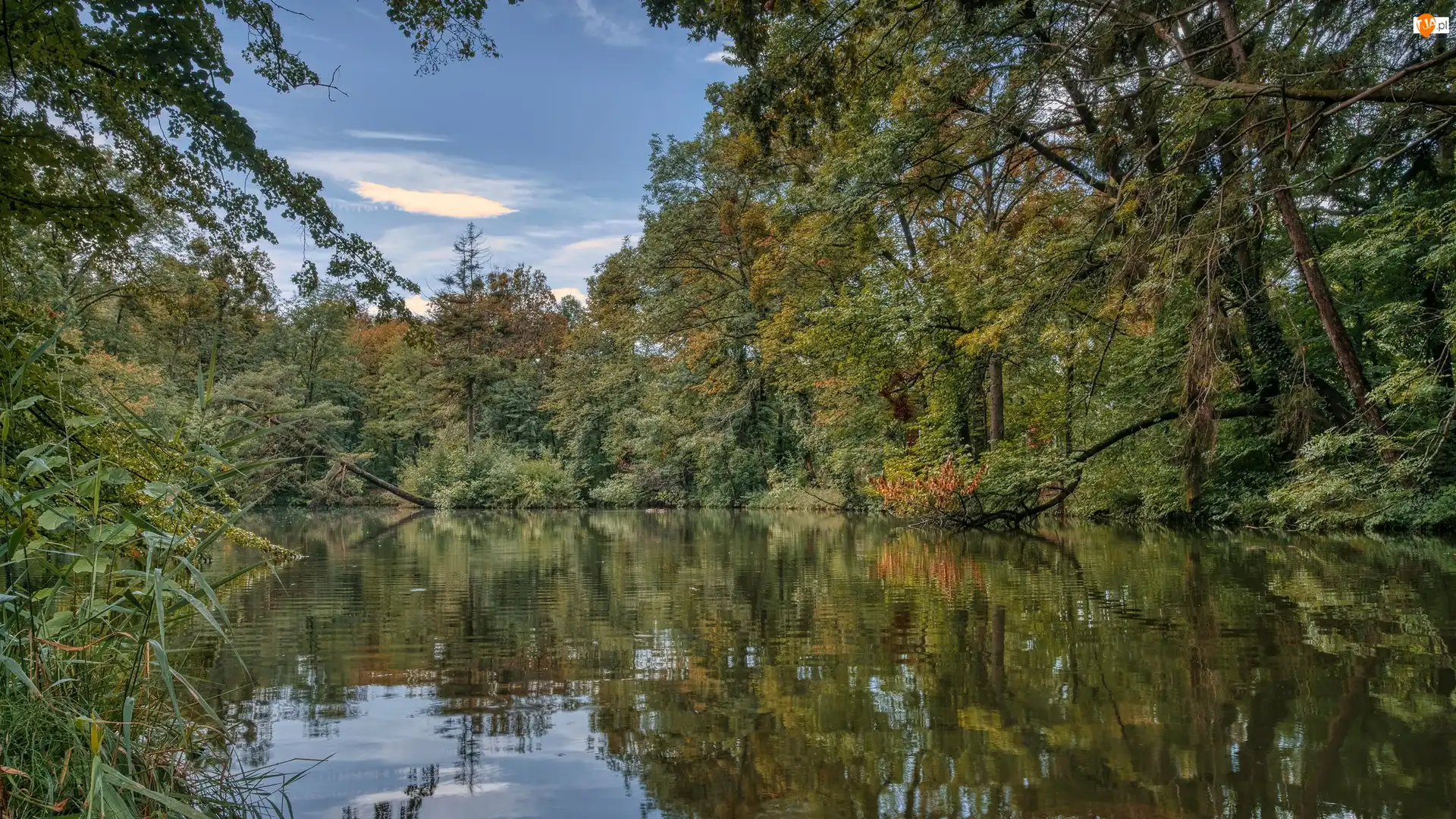 Krzewy, Rzeka, Zielone, Drzewa