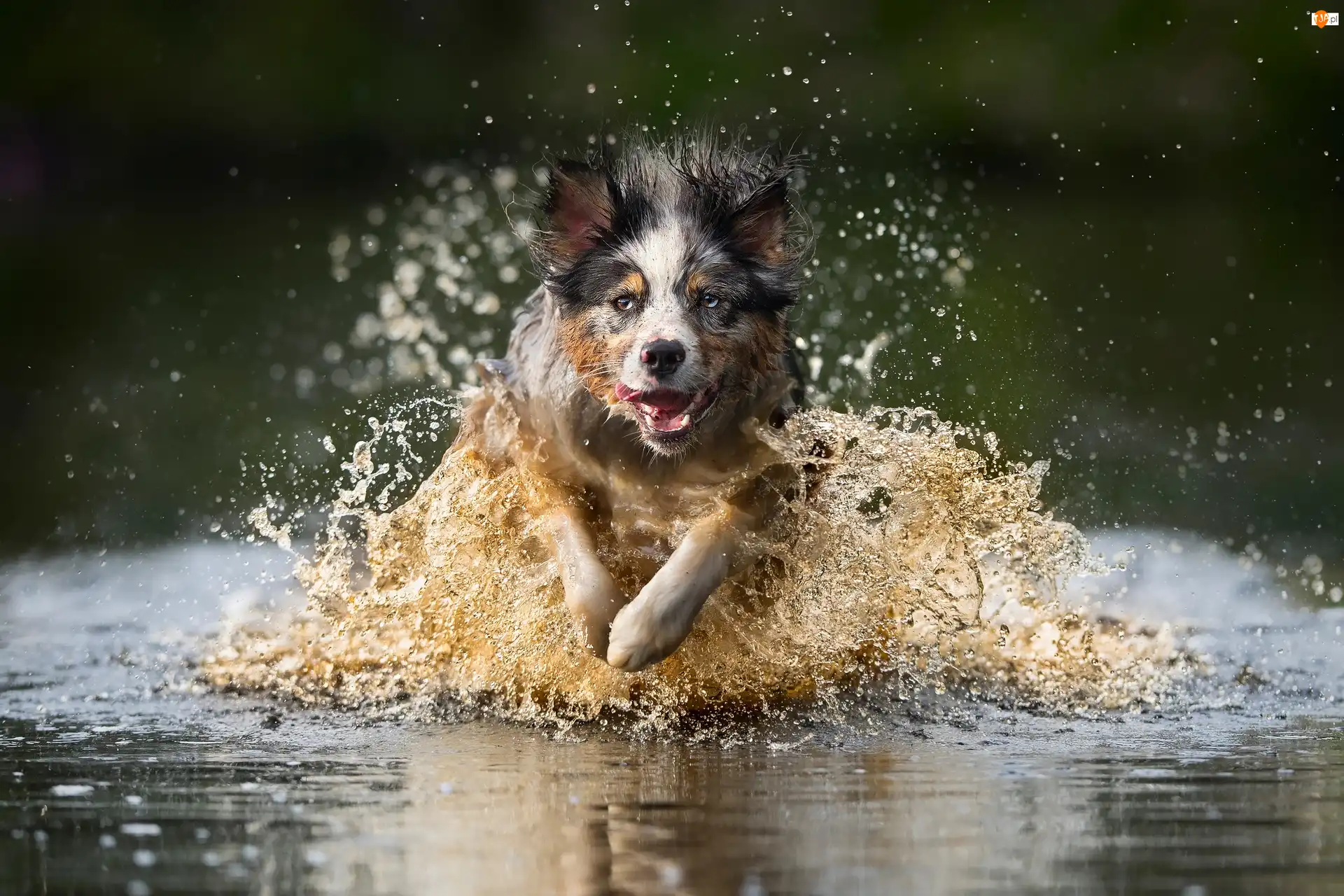 Woda, Biegnący, Pies, Border collie