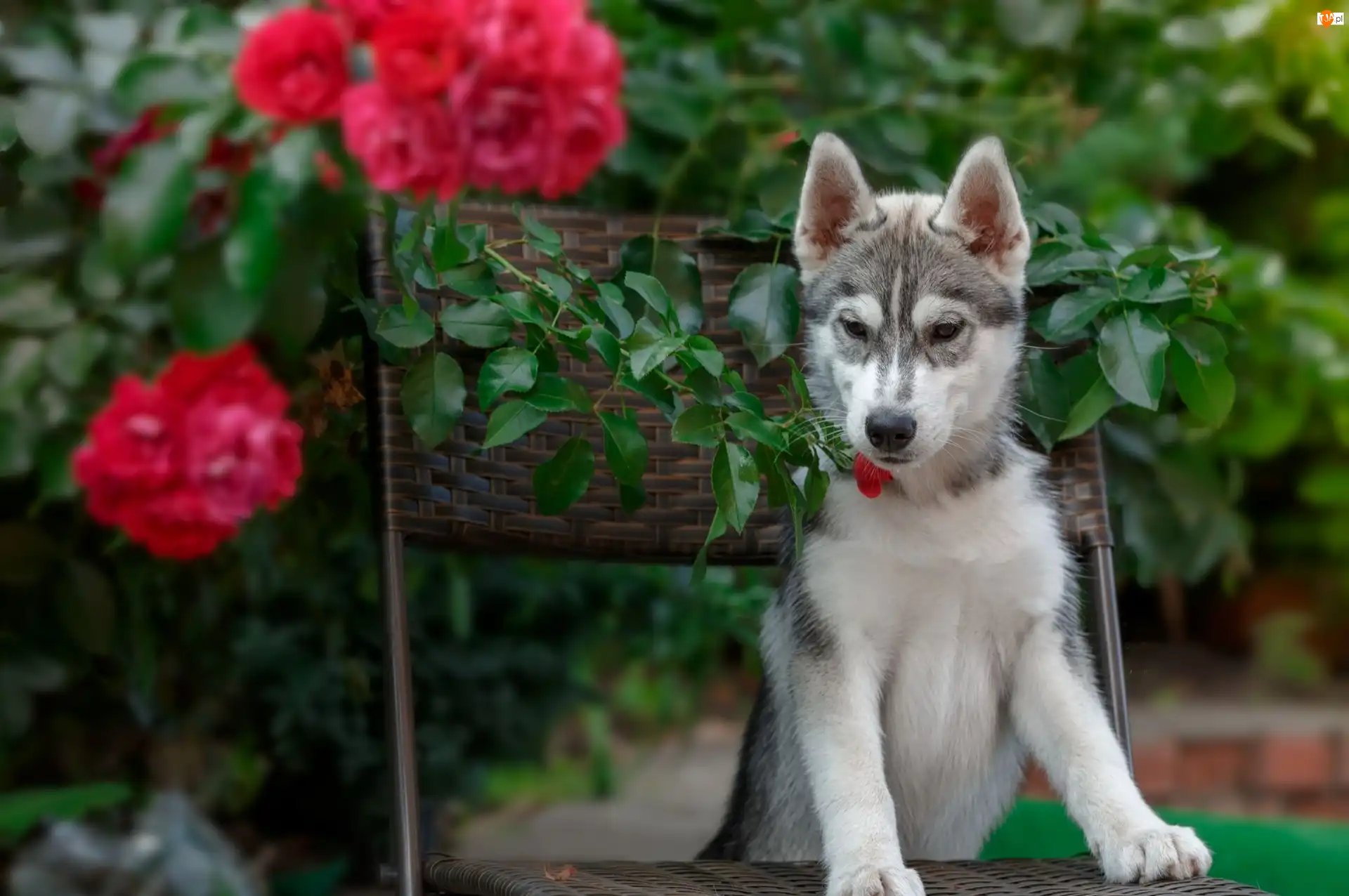 Krzesło, Pies, Siberian husky