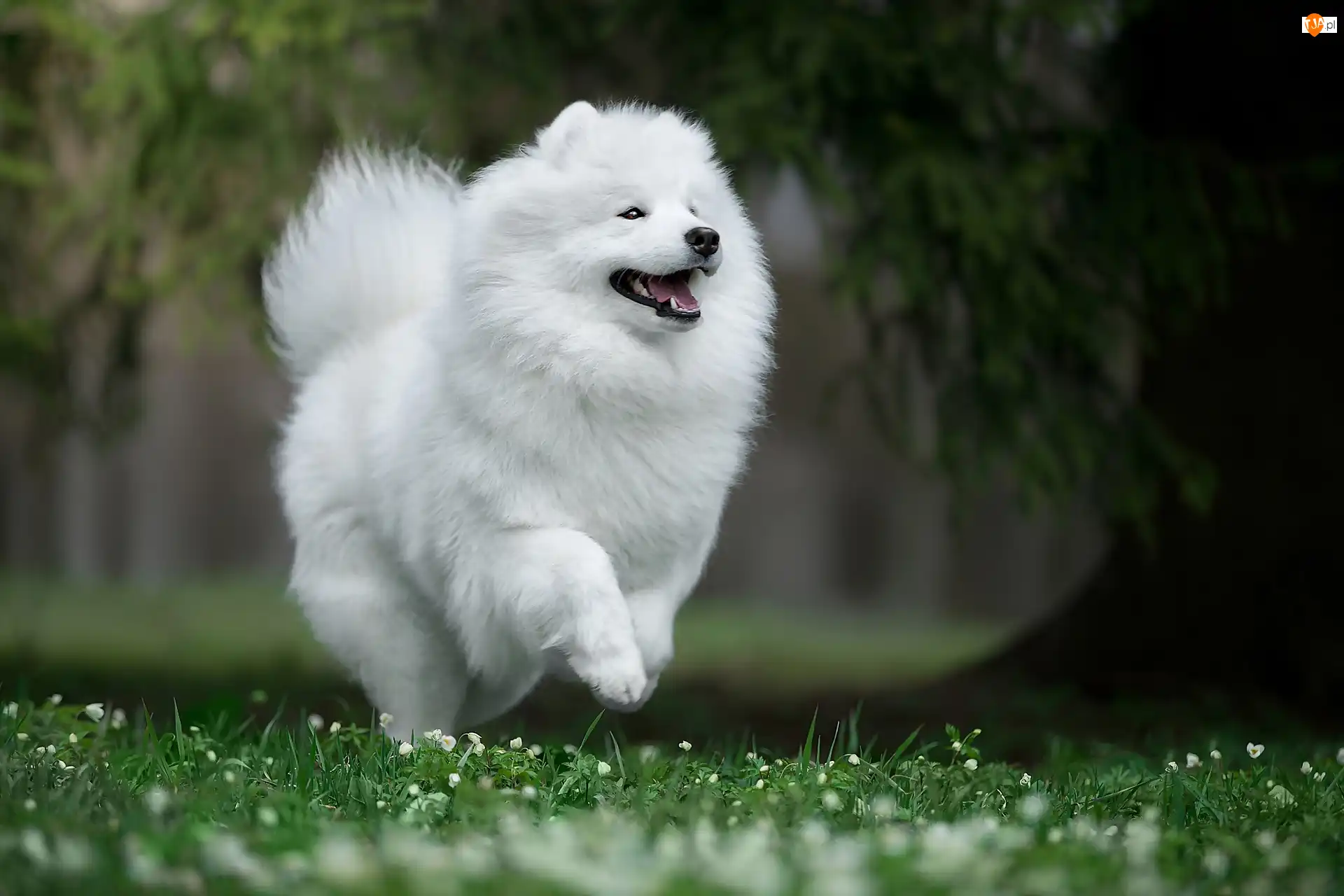 Samojed, Kwiatki, Biegnący, Biały, Trawa