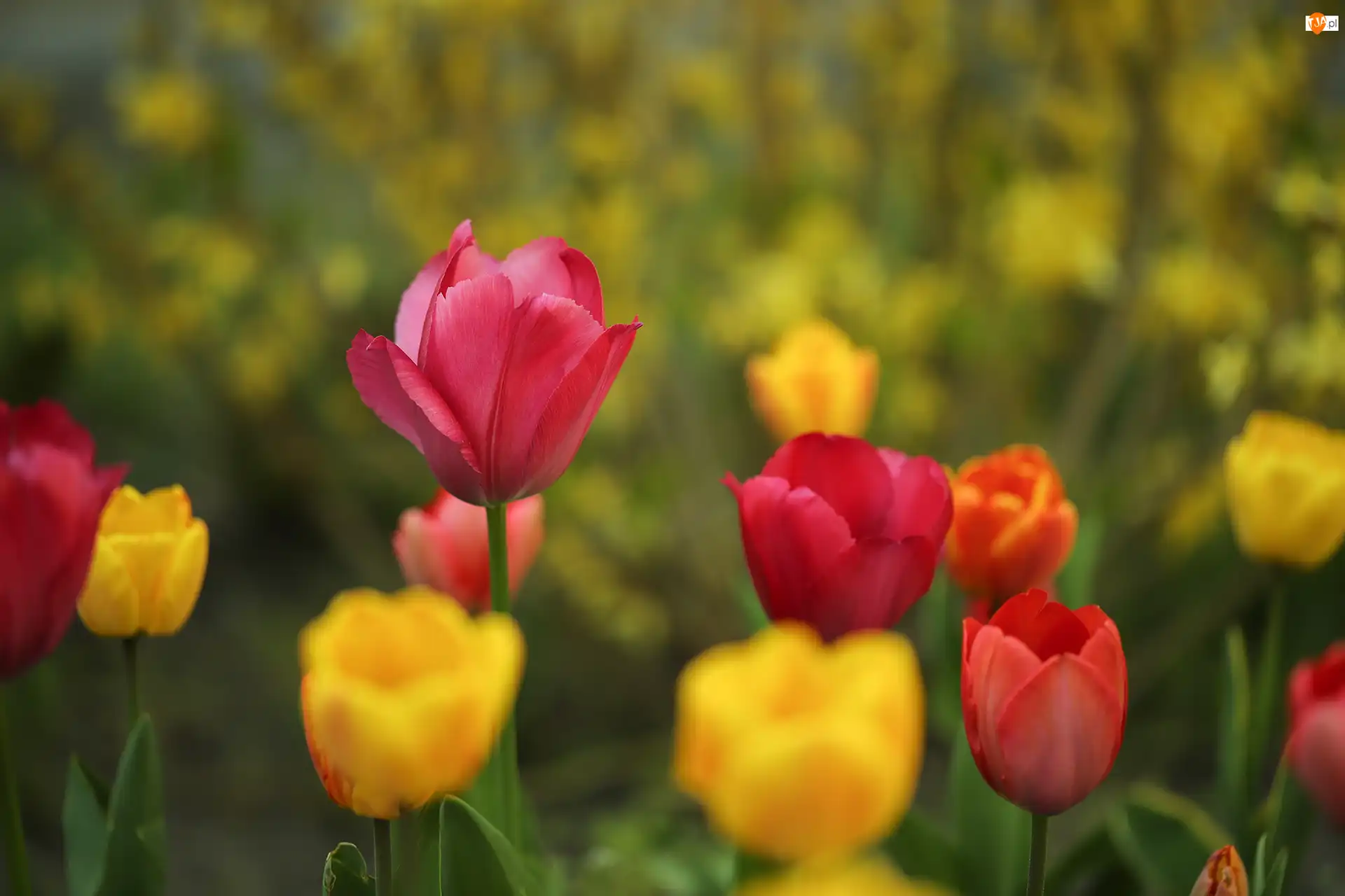 Kwiaty, Tulipany, Czerwone, Żółte