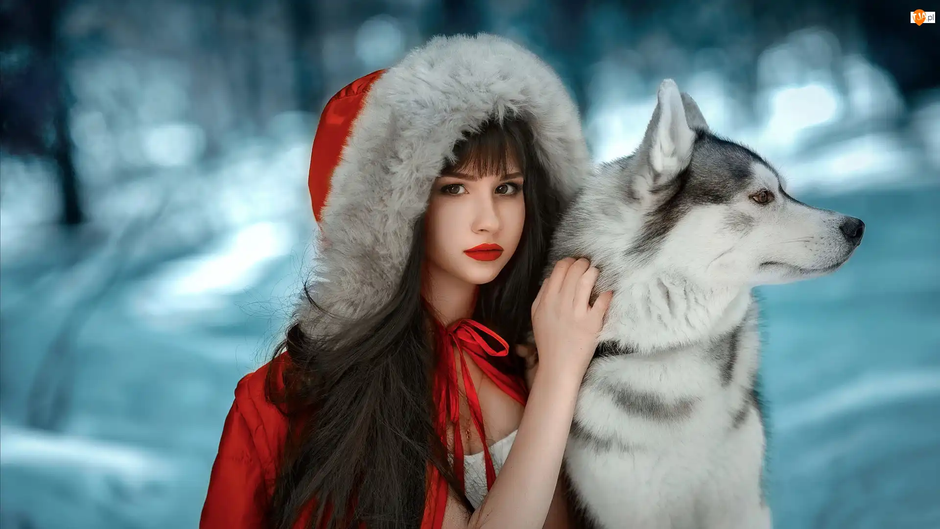 Czerwony, Płaszcz, Siberian husky, Dziewczyna, Pies, Śnieg, Kaptur