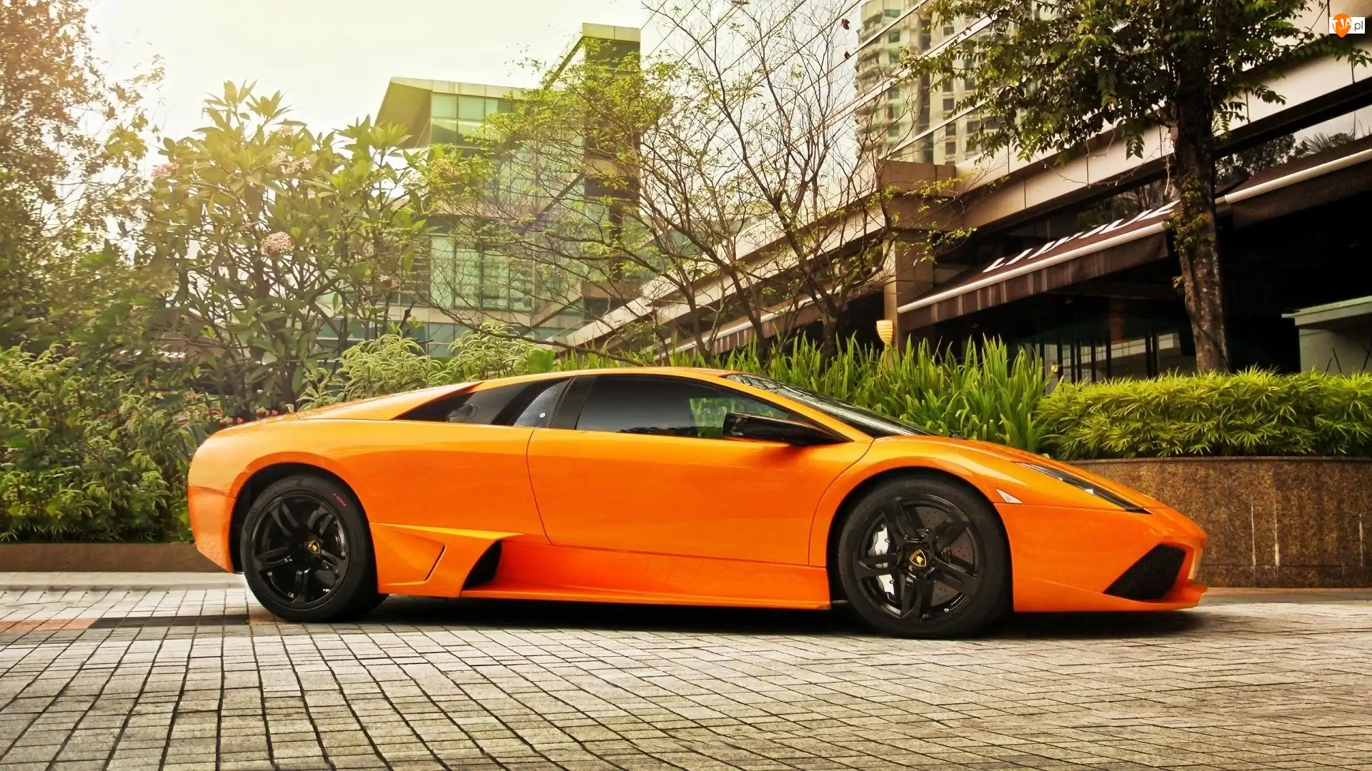 Drzewa, Lamborghini, Murcielago, Dom