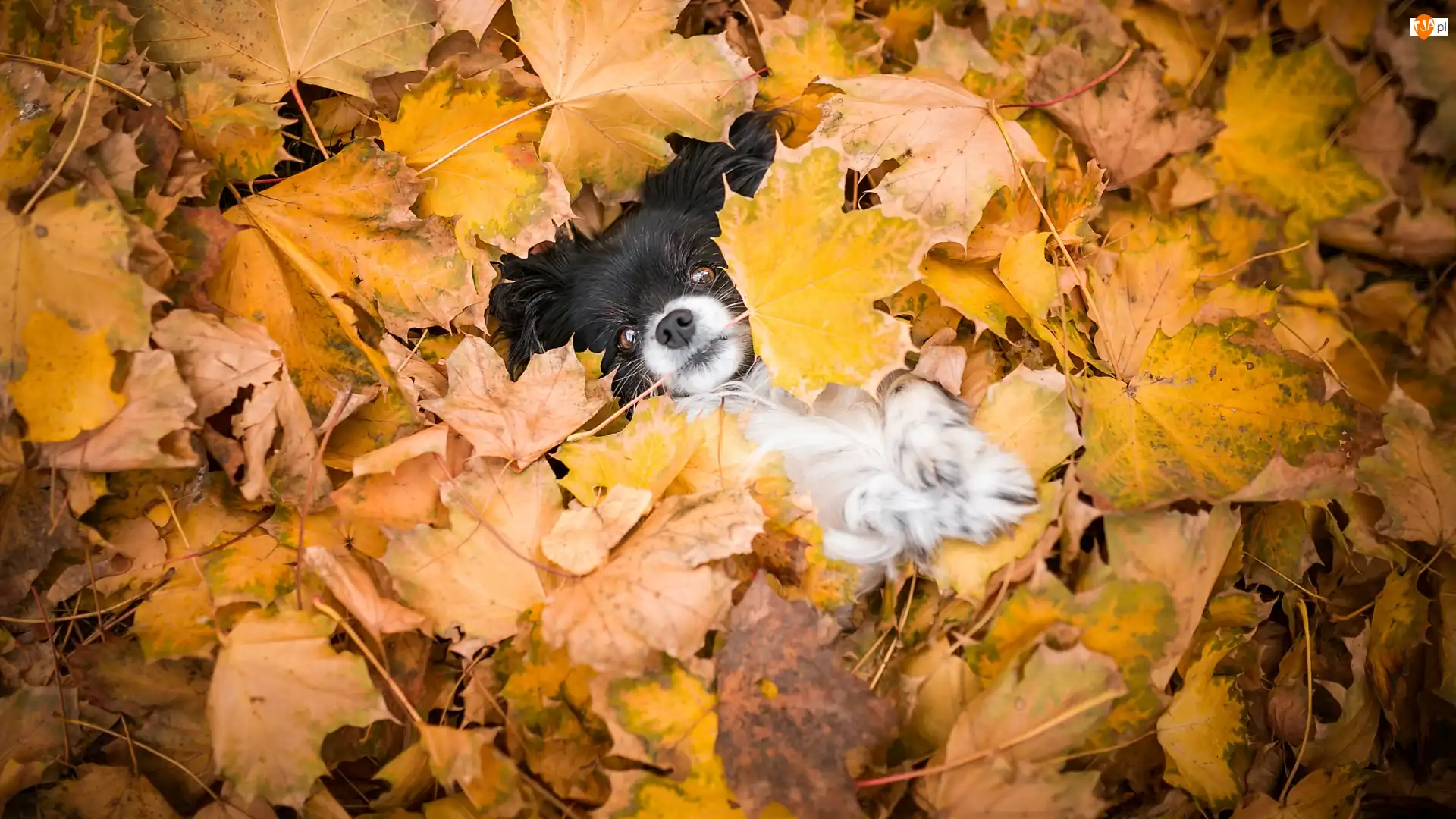 Liście, Pies, Spaniel kontynentalny miniaturowy Papillon, Mordka