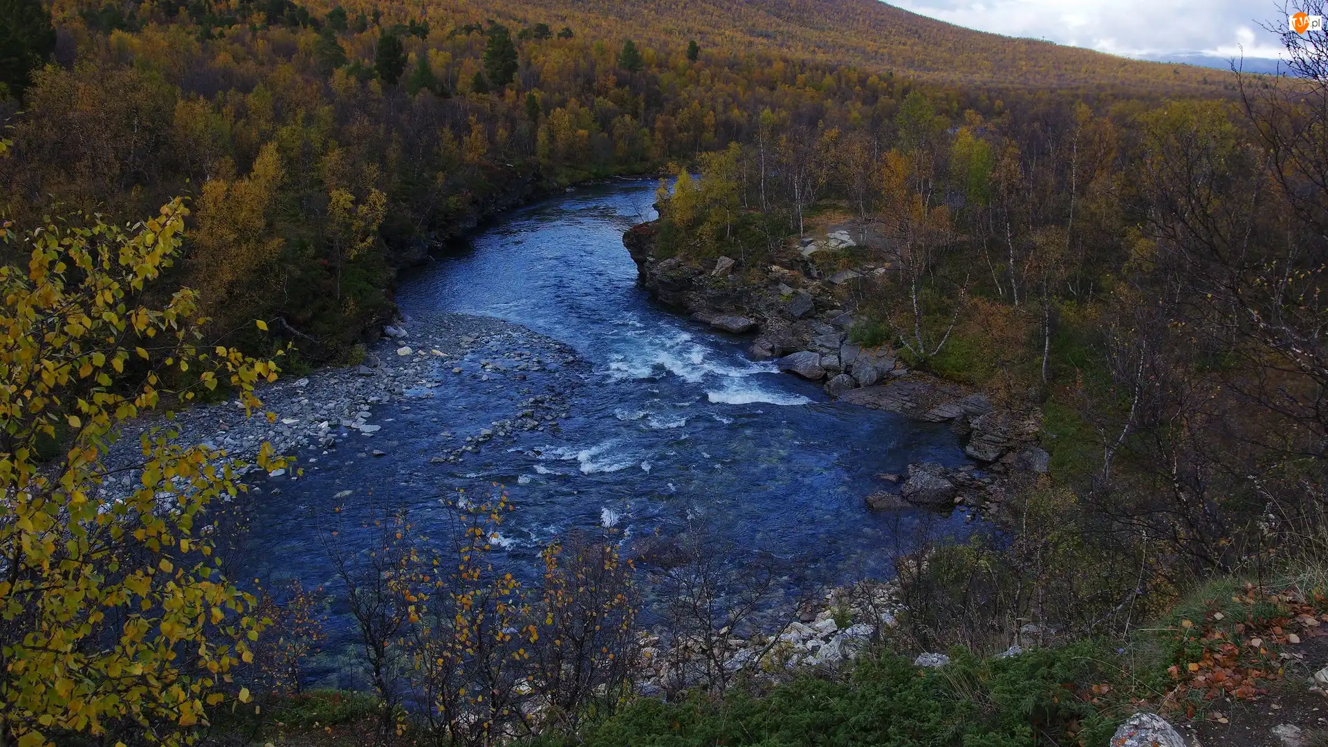 Las, Drzewa, Szwecja, Rzeka Abiskojokk, Park Narodowy Abisko, Skały, Krzewy
