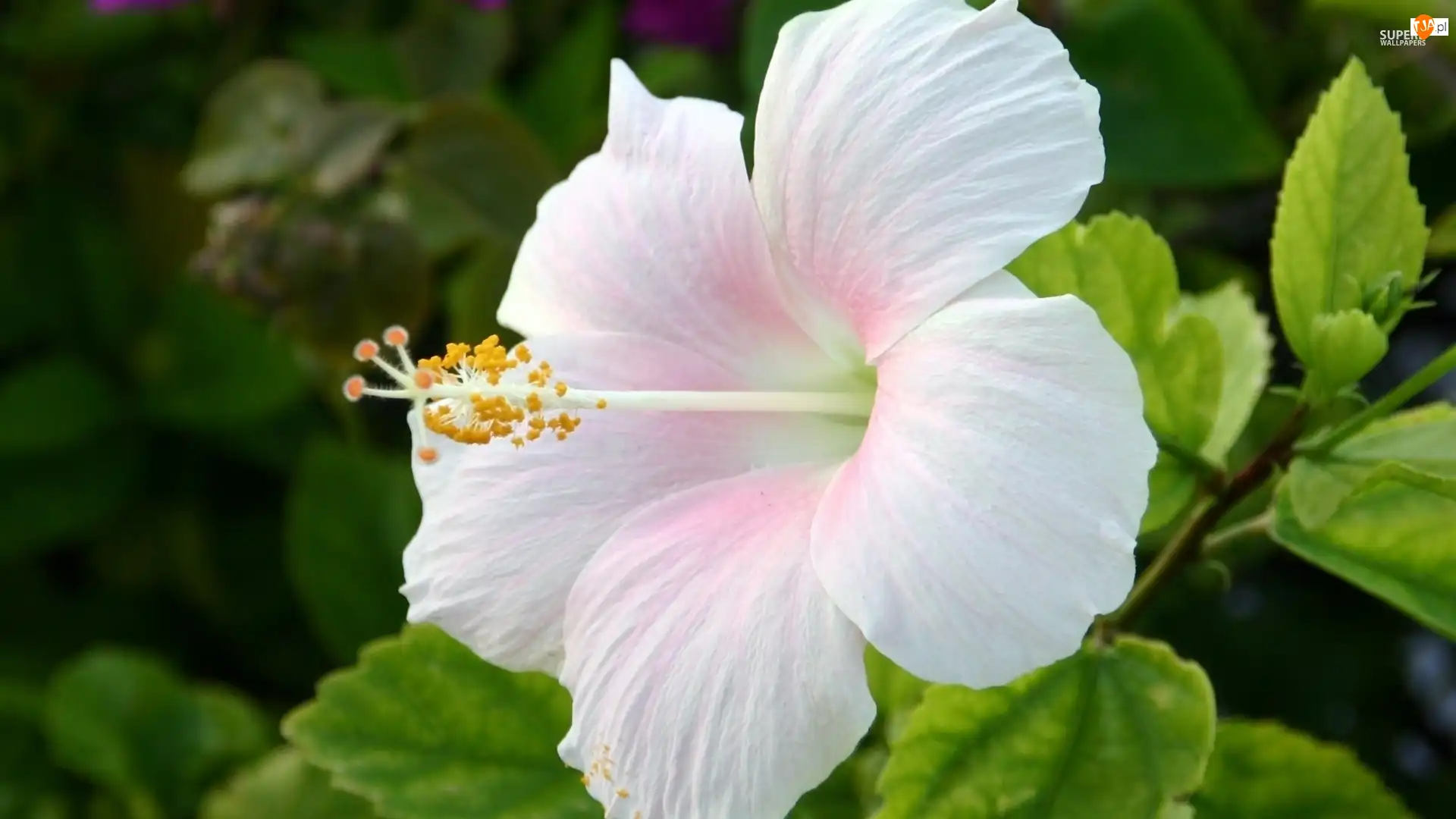 Hibiskus, Biały, Kwiaty
