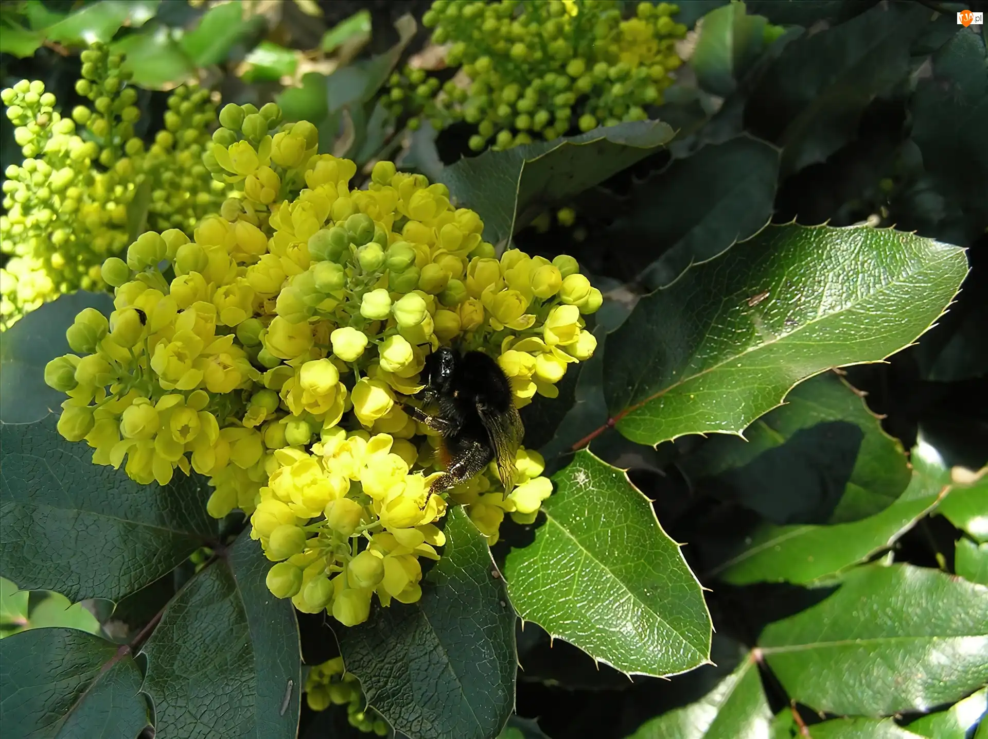 Trzmiel, Mahonia, Liście