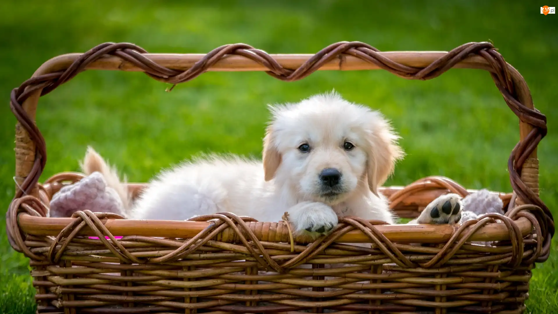 Koszyk, Szczeniak, Golden retriever