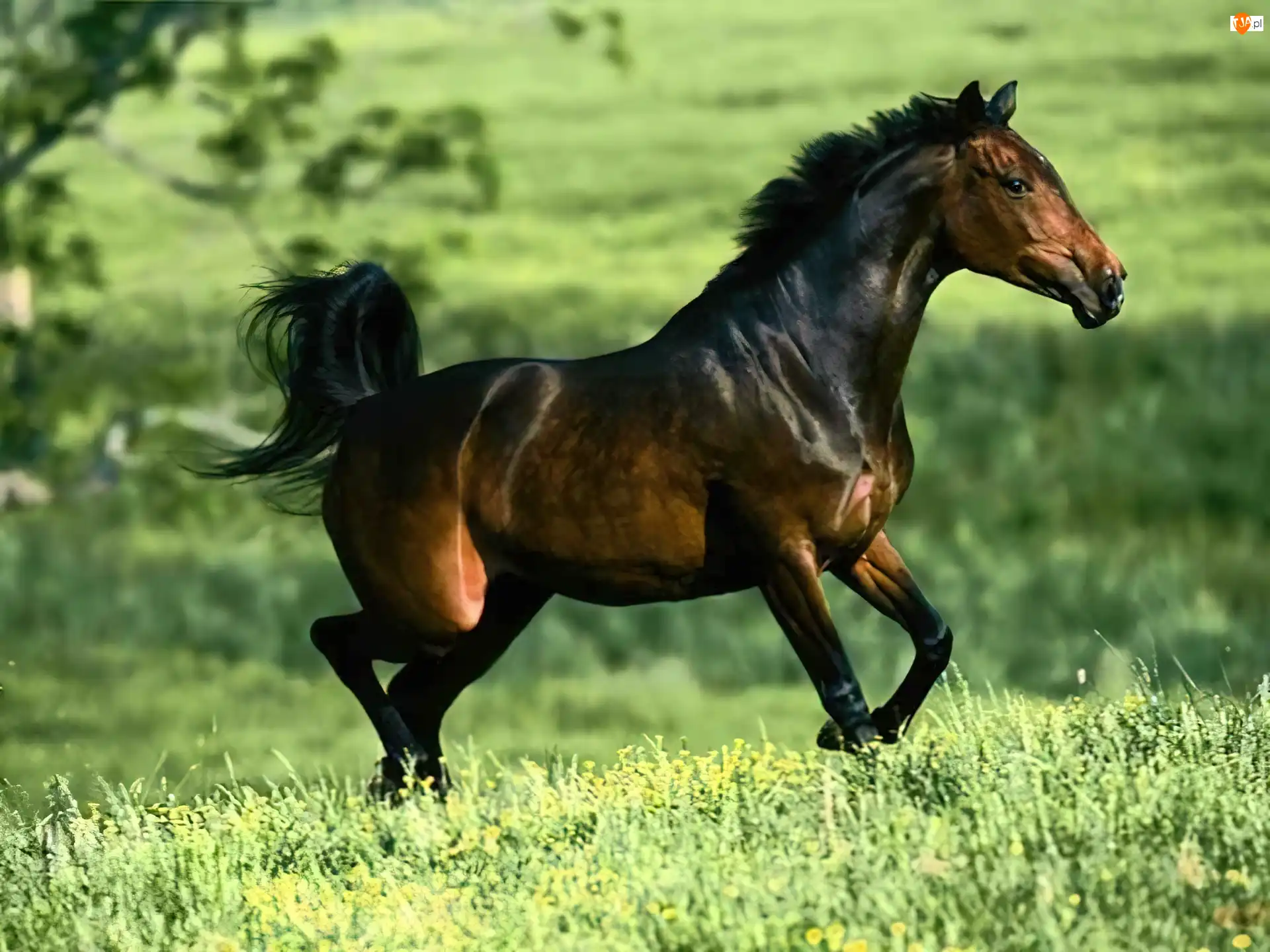 galop, Koń, arab, łąka