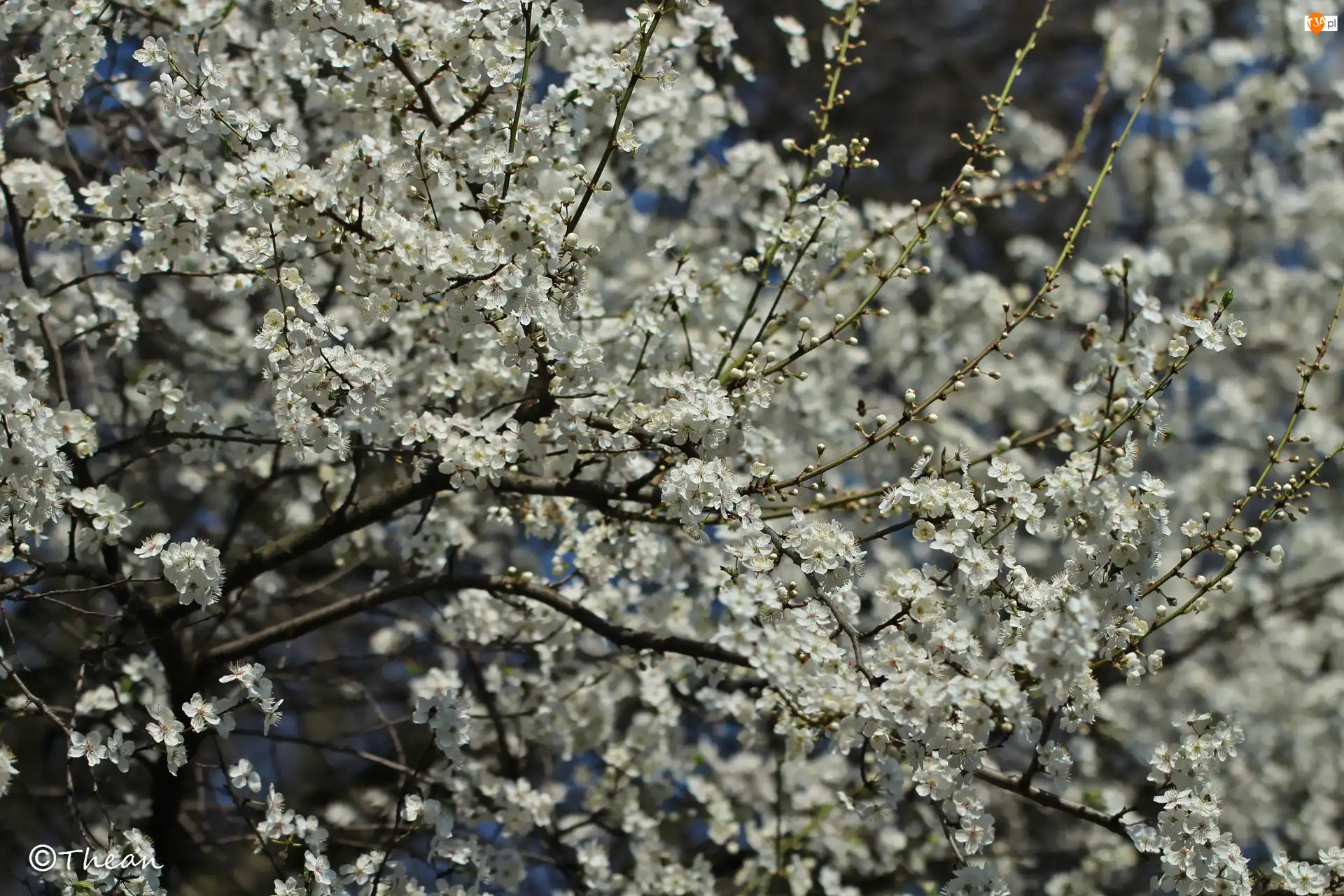 Owocowe, Kwiaty, Drzewo, Kwitnące, Białe