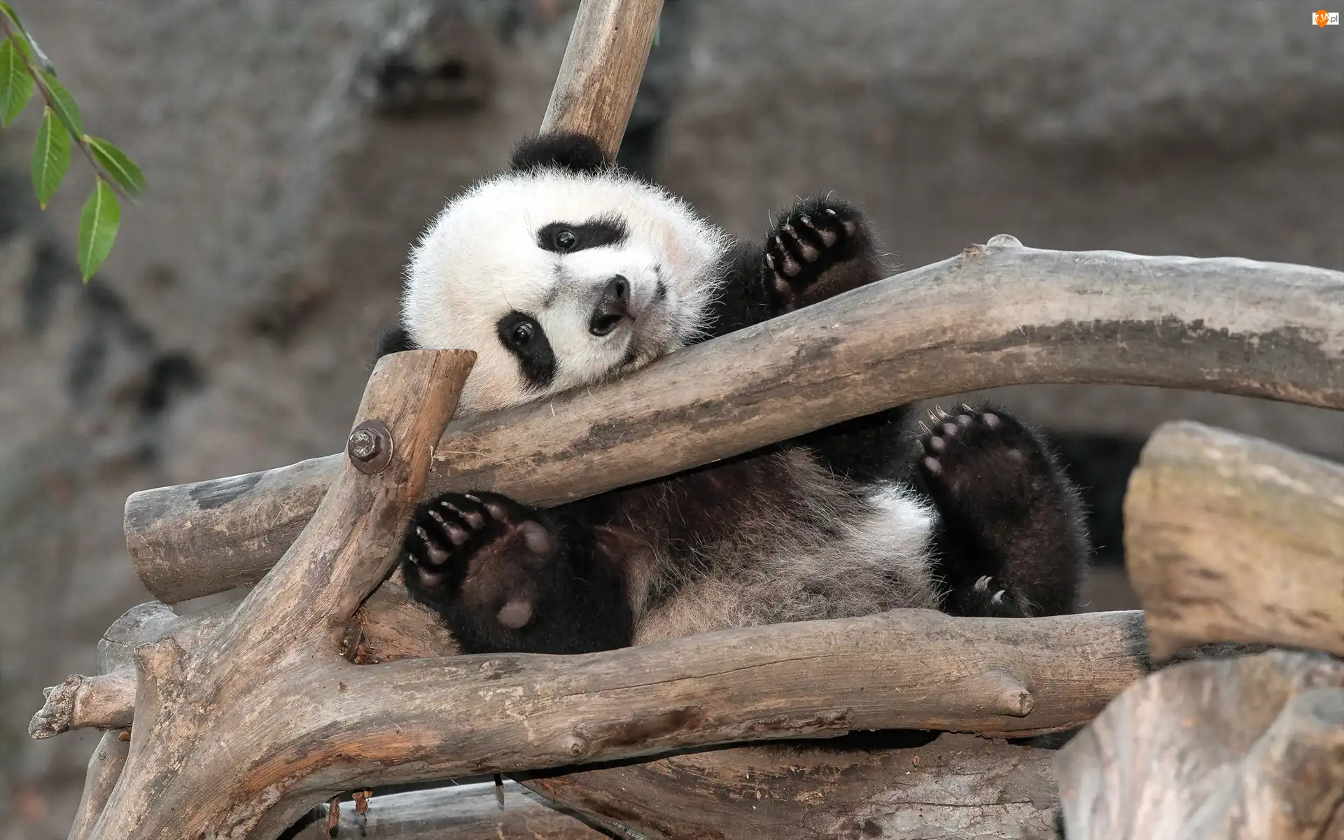 Drzewo, Miś, Panda