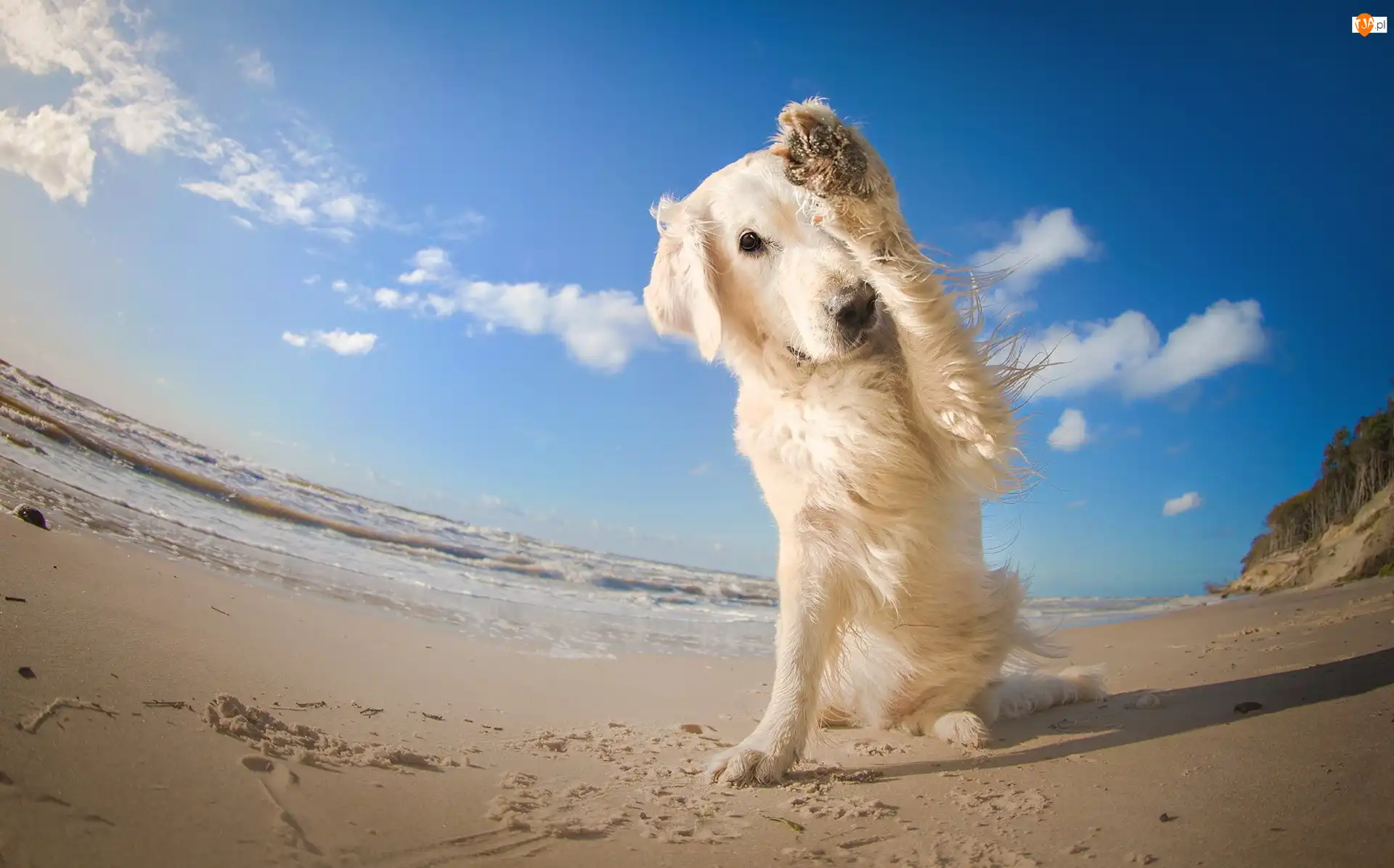 Retriever, Plaża, Zawstydzony, Golden