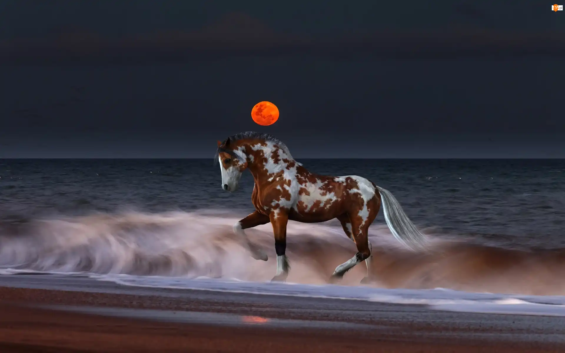 Morze, Koń, Plaża, Zachód Słońca