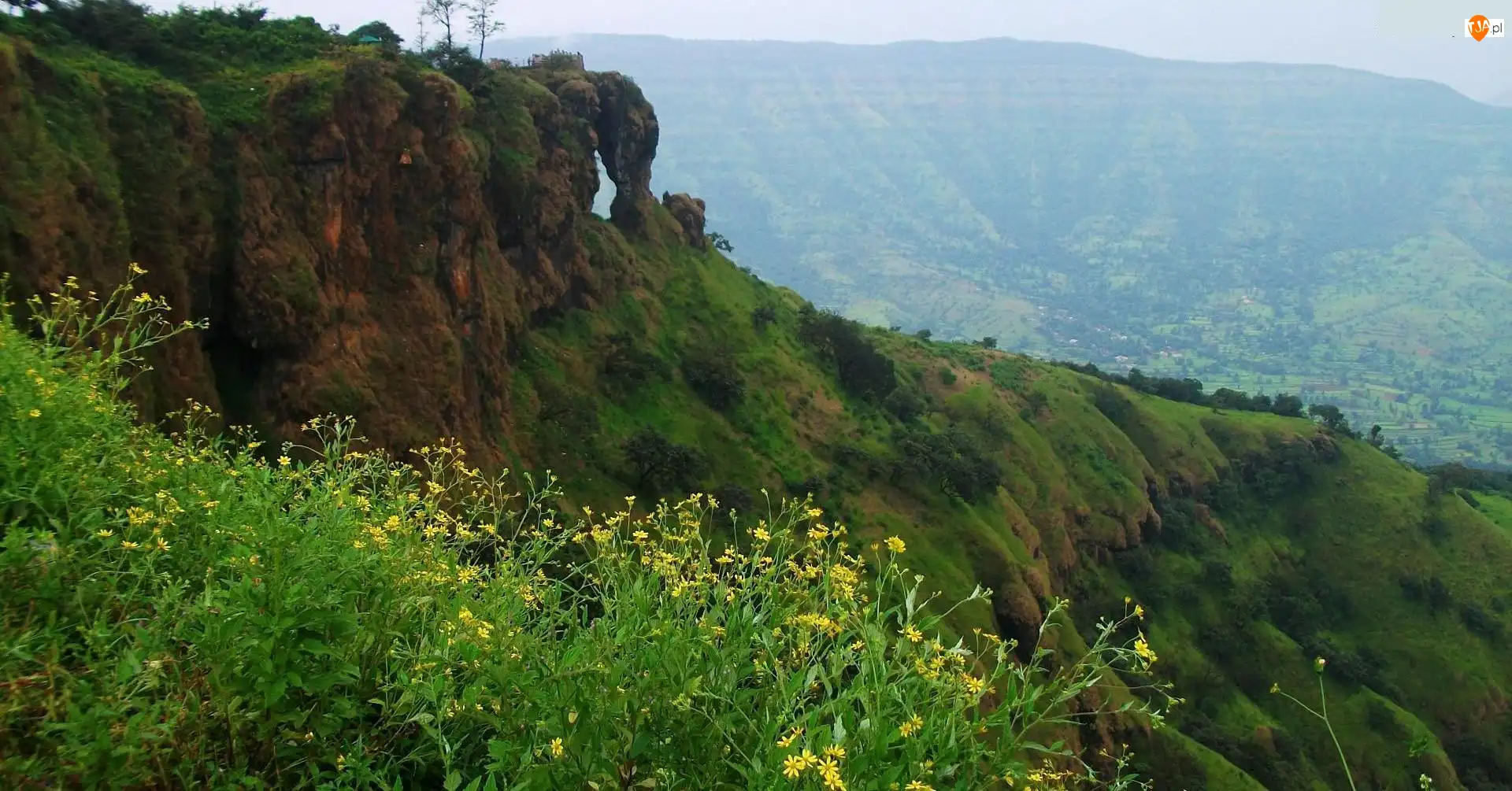 Indie, Góra, Kwiatki, Mahabaleshwar