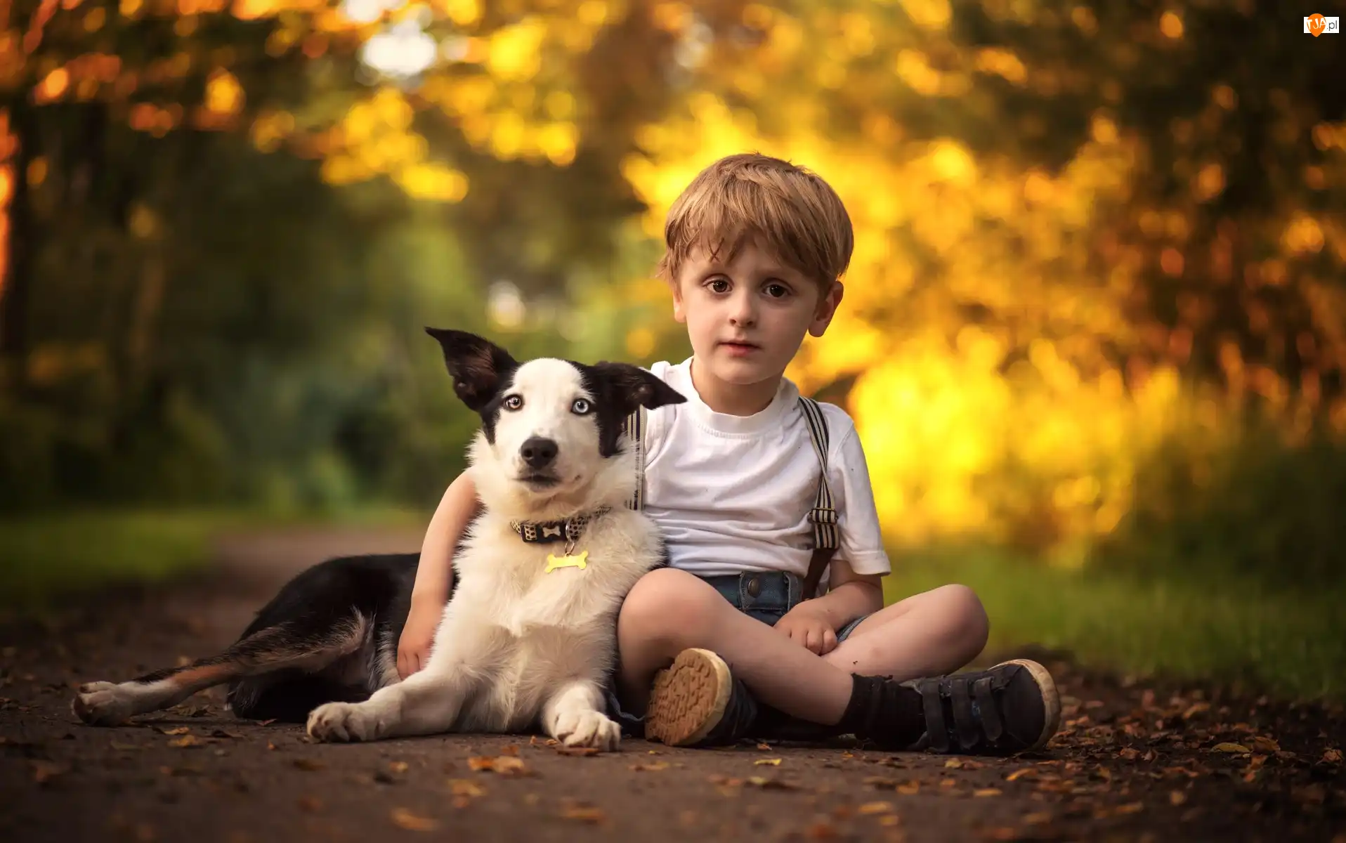 Border collie, Chłopiec, Droga, Liście