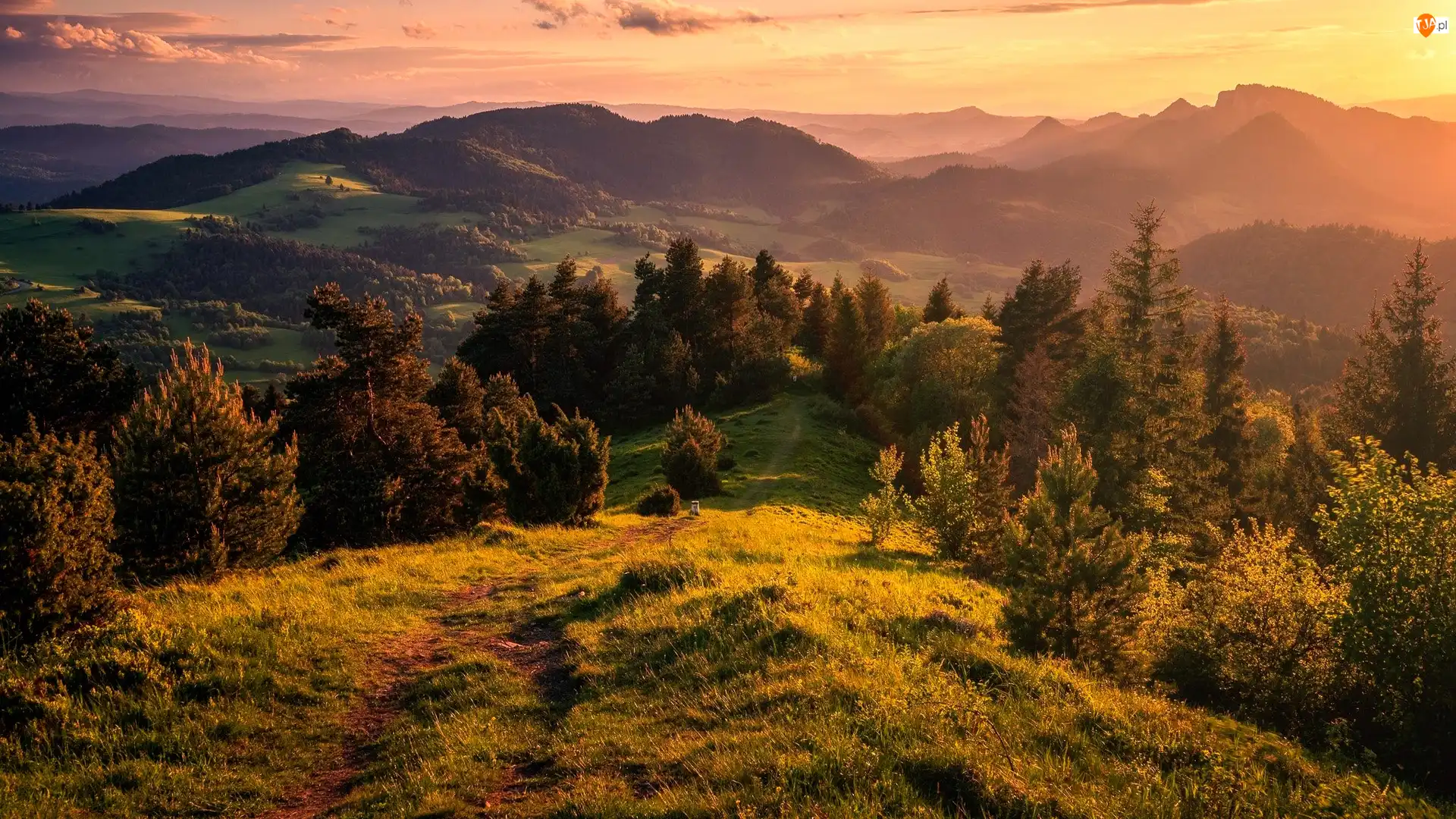 Małe Pieniny, Drzewa, Góry, Polska, Polana