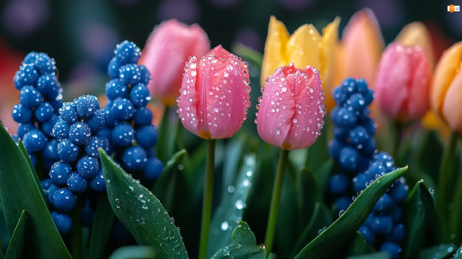 Krople, Mokre, Kwiaty, Tulipany