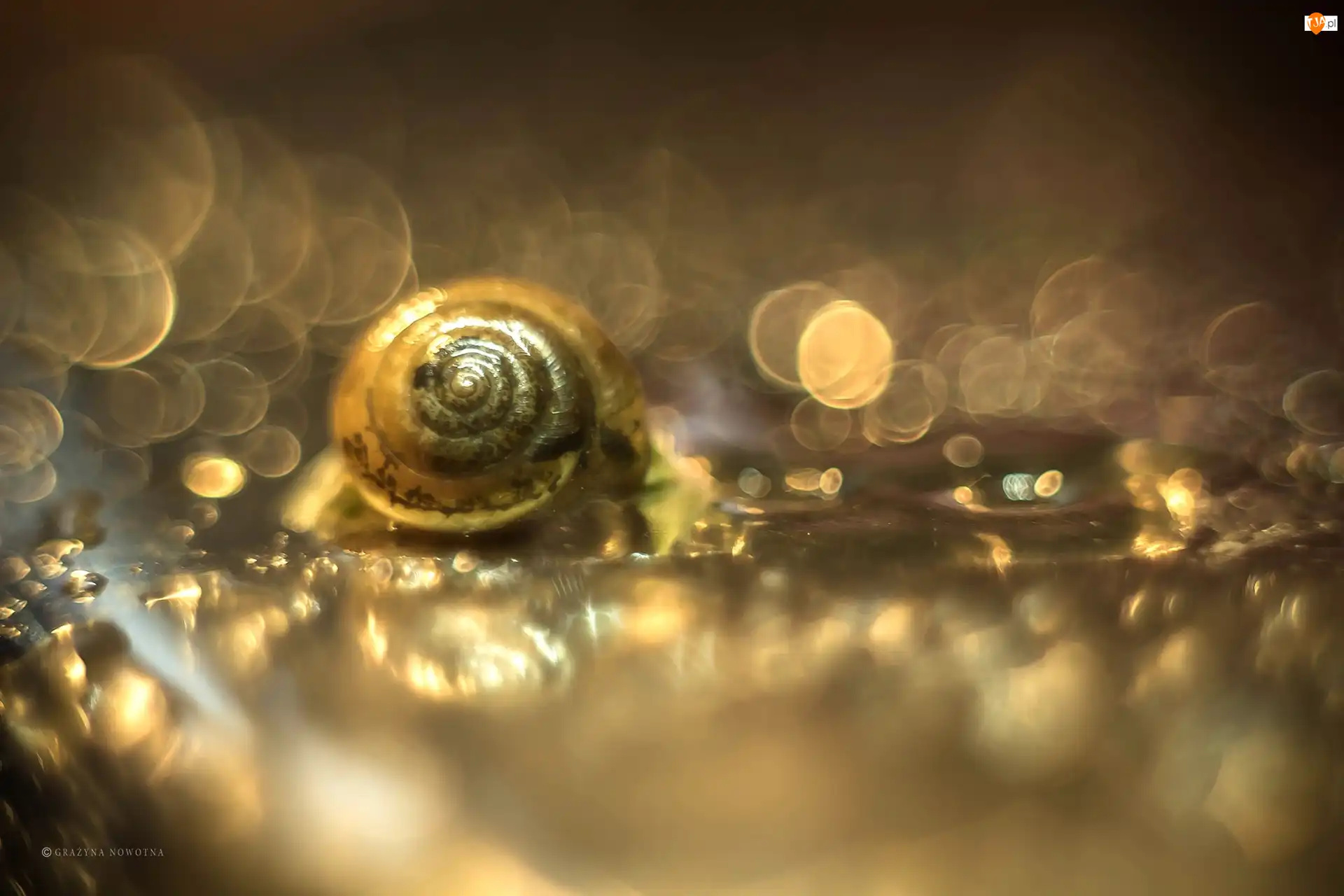 Bokeh, Makro, Muszelka