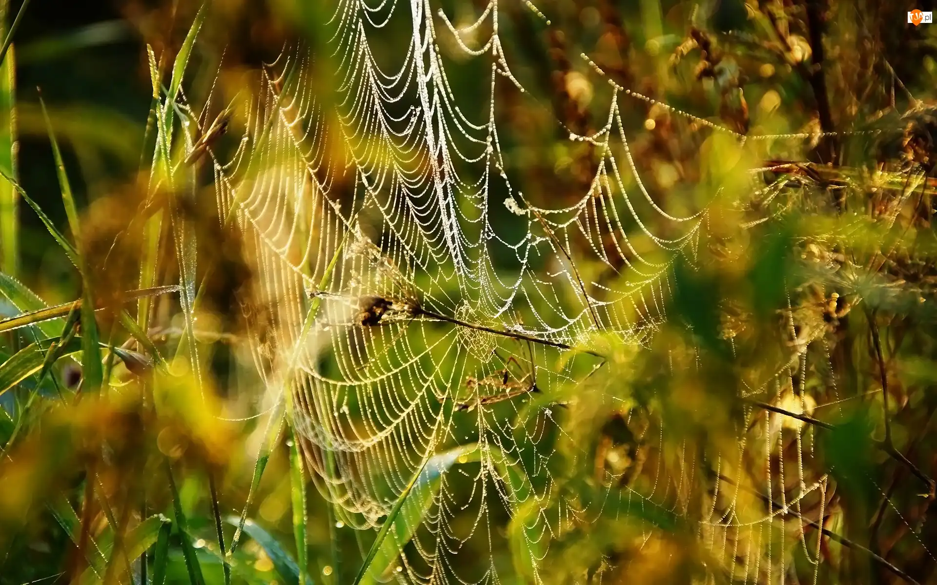 Makro, Pajęczyna, Trawa, Rozświetlenie