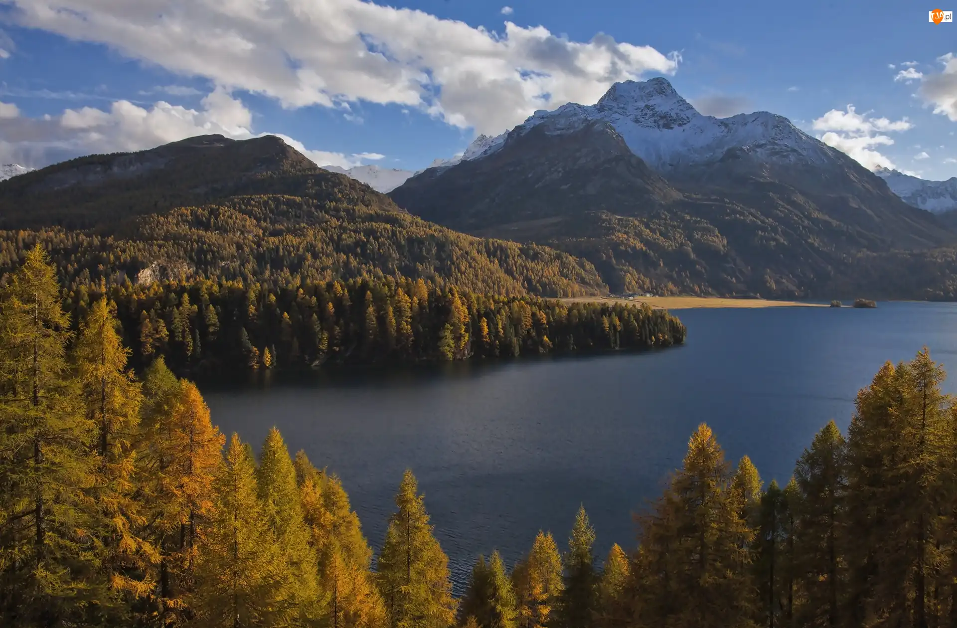 Jezioro Silsersee, Drzewa, Góry Alpy, Szwajcaria, Lasy