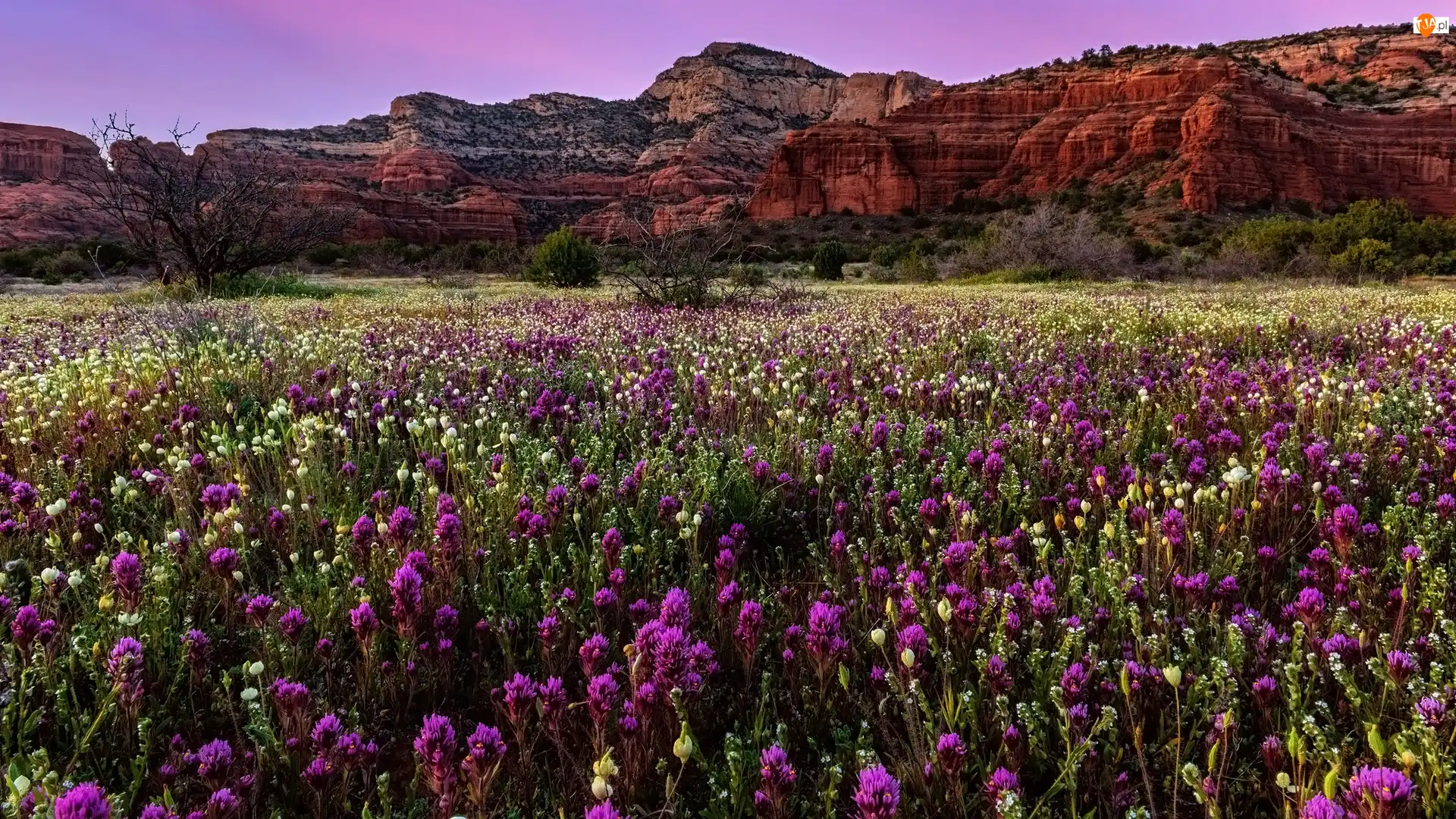 Łąka, Kwiaty, Sedona, Stany Zjednoczone, Góry, Arizona