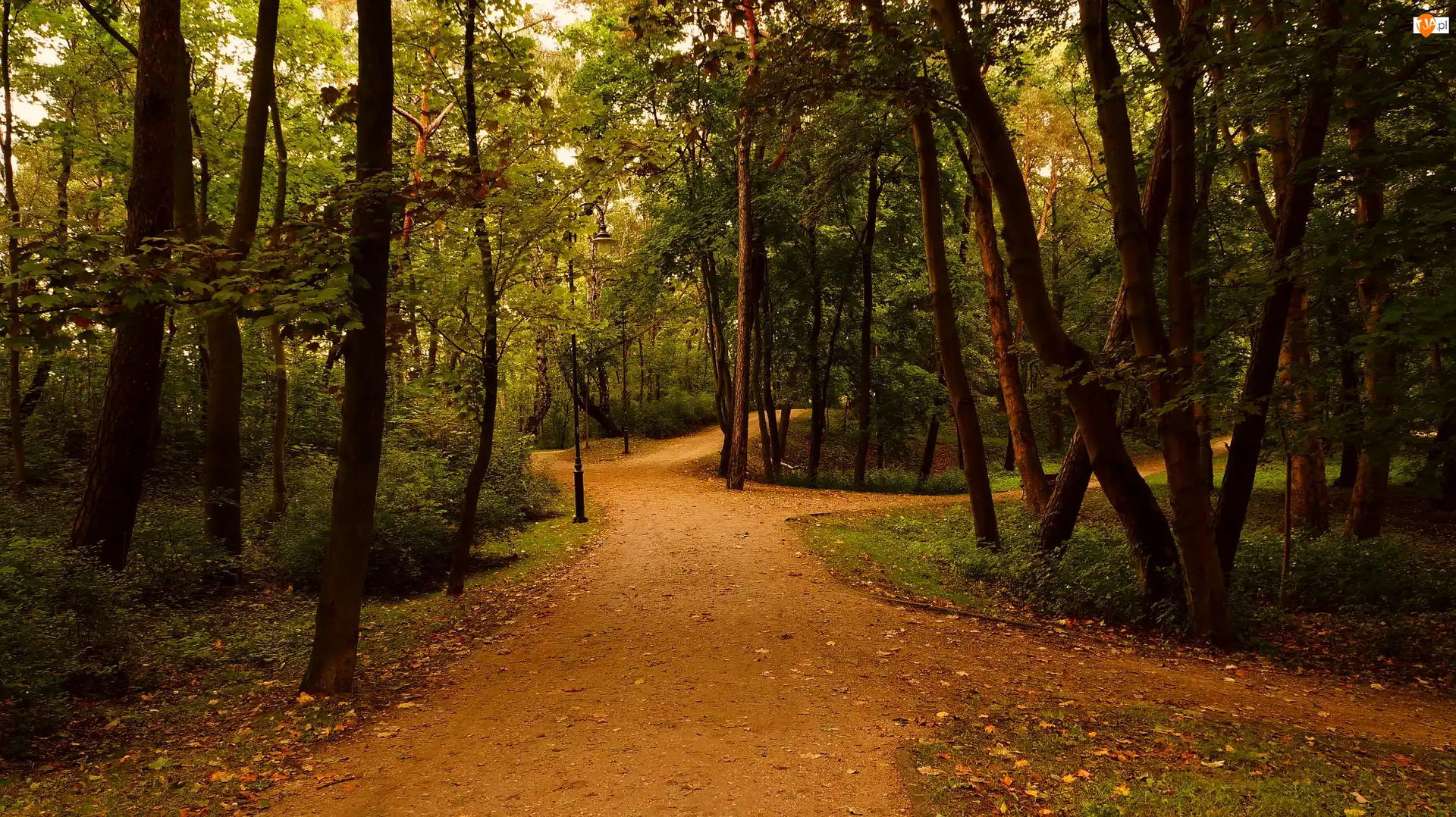 Park Brzeźnieński im. J. J. Haffnera, Drzewa, Gdańsk, Polska, Alejki