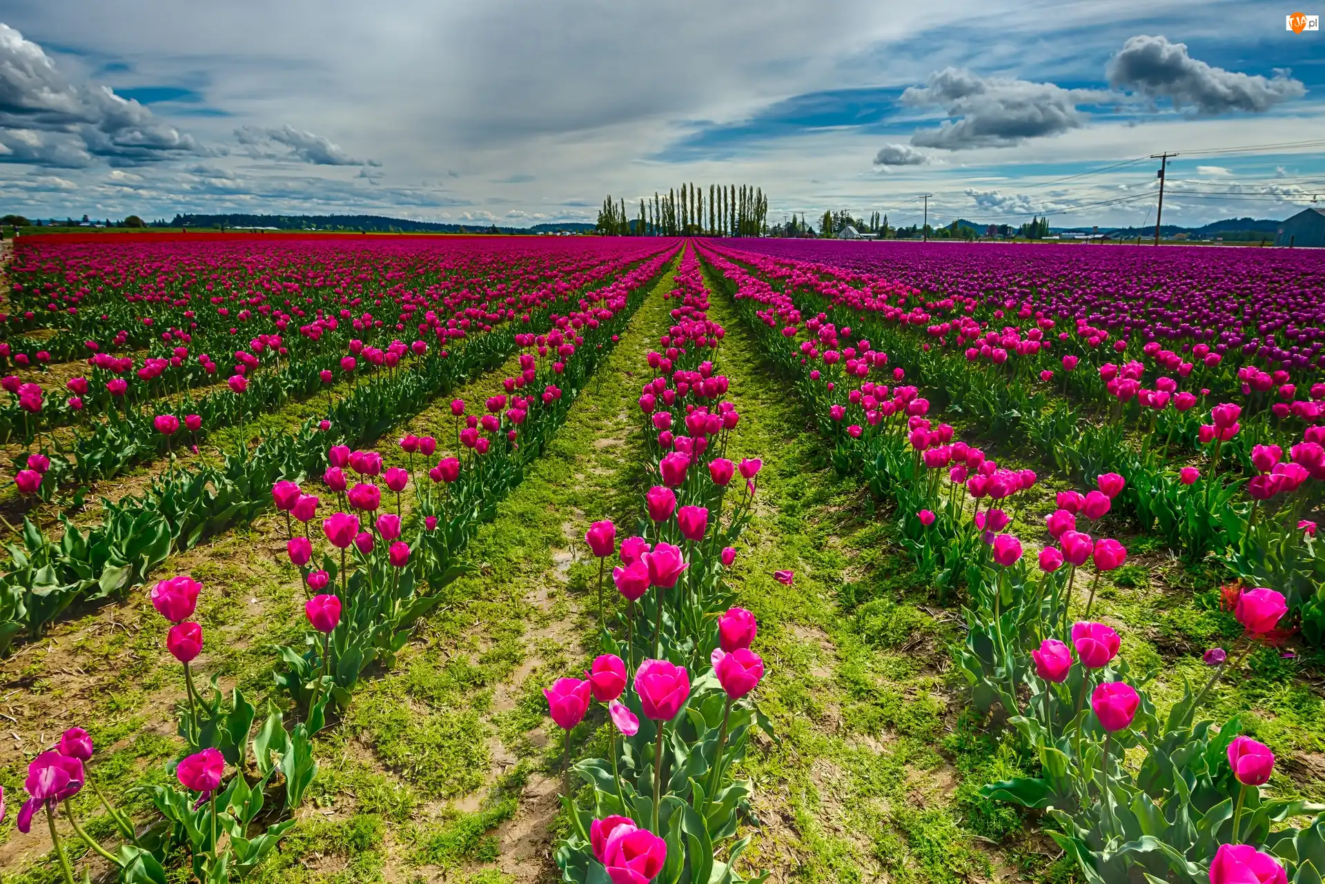 Uprawa, Różowe, Tulipany