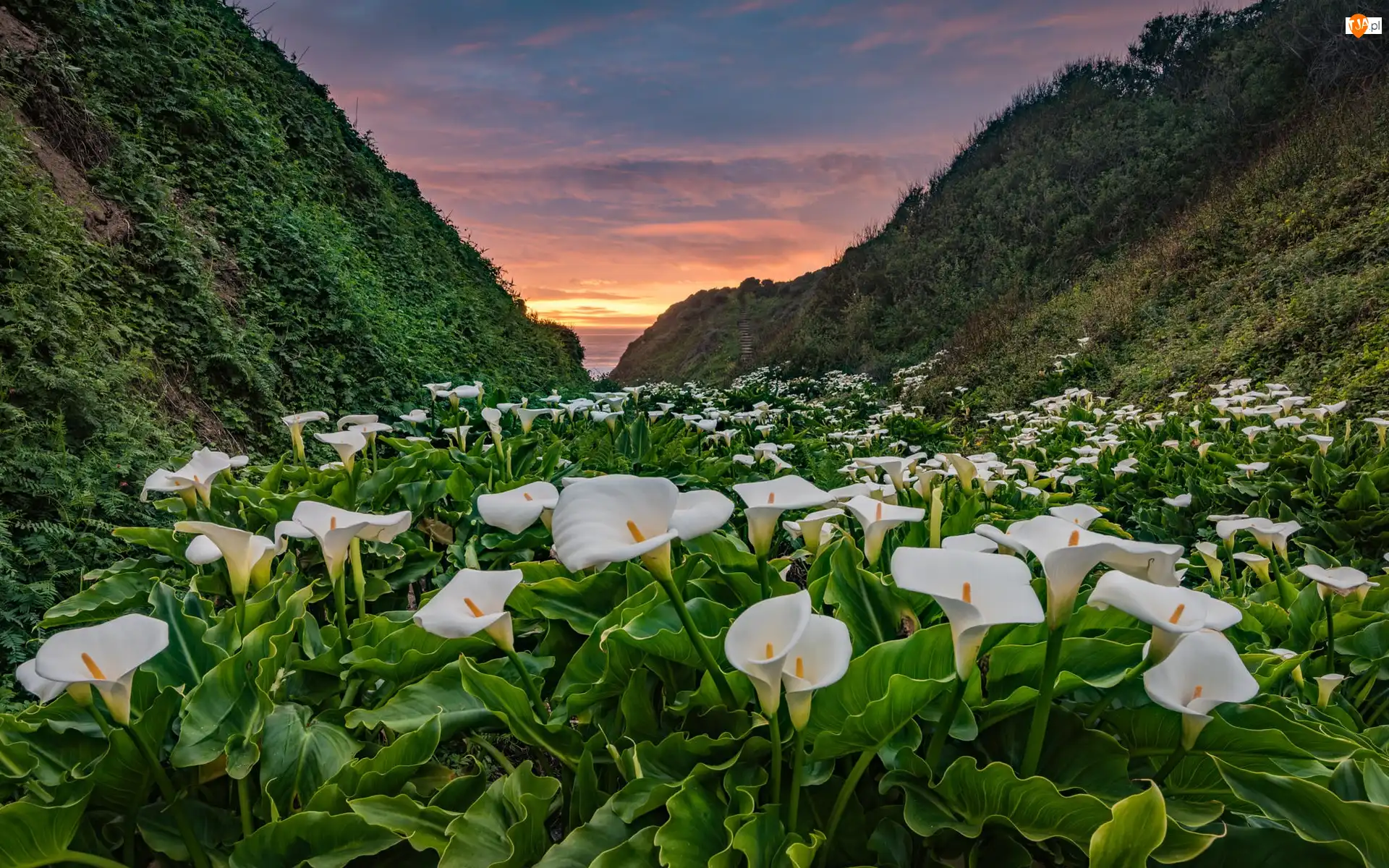 Kwiaty, Stany Zjednoczone, Góry, Kalie, Kalifornia, Dolina, Zachód słońca, Park stanowy Garrapata