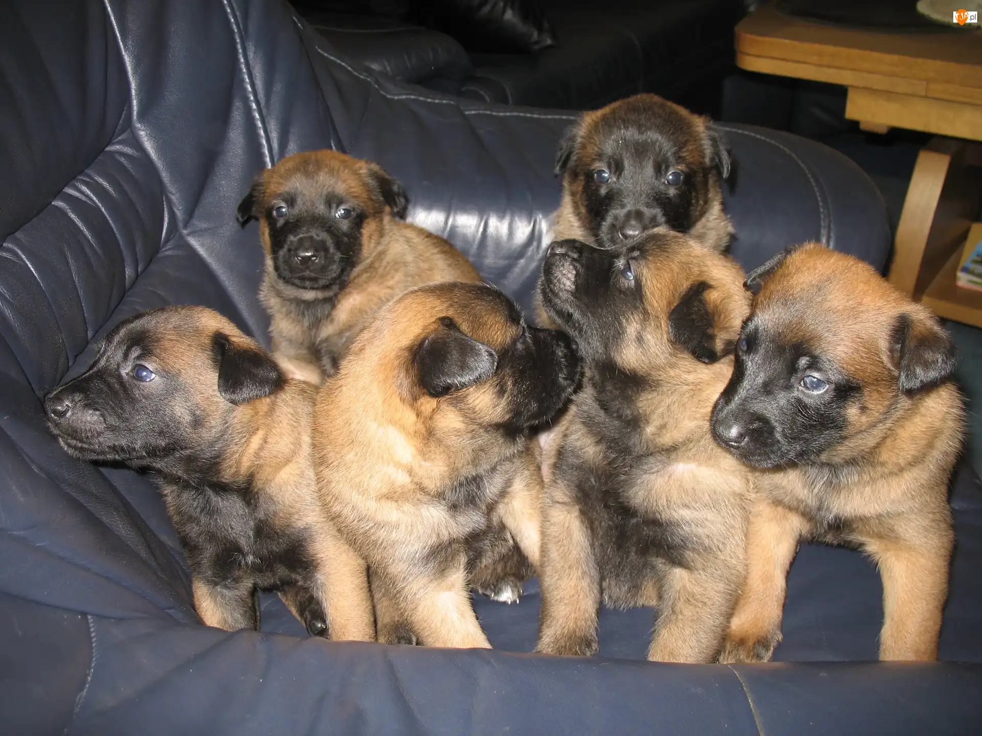 Owczarki belgijskie Malinois, Sześć, szczeniaków