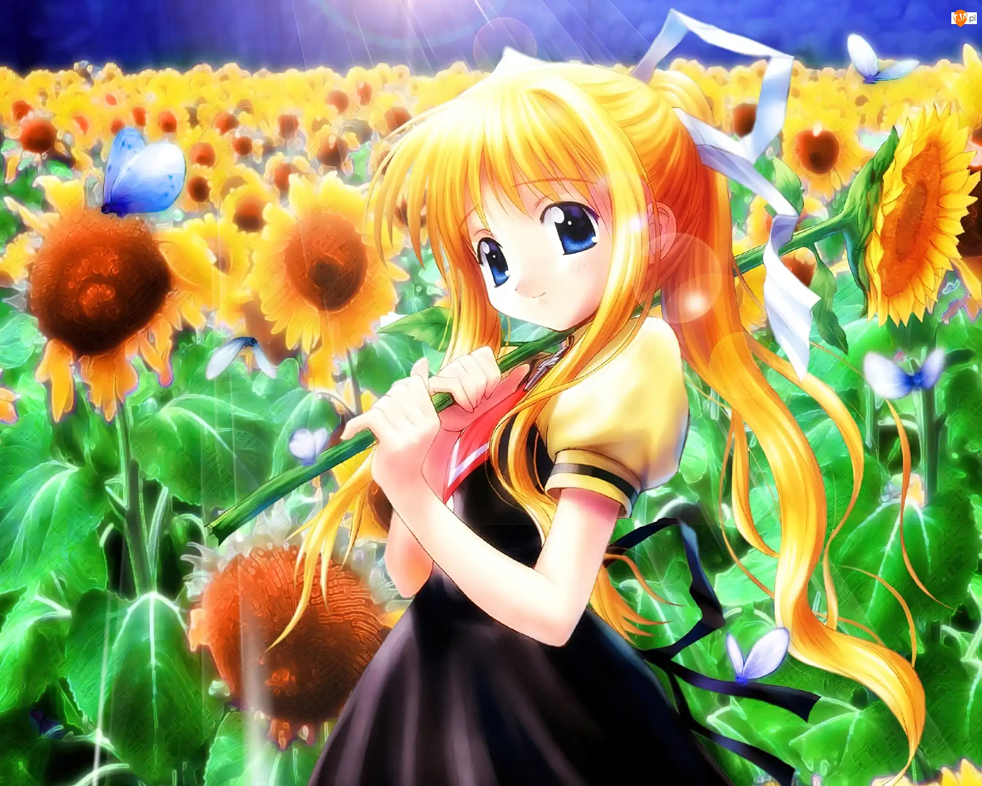 Słoneczniki, Anime