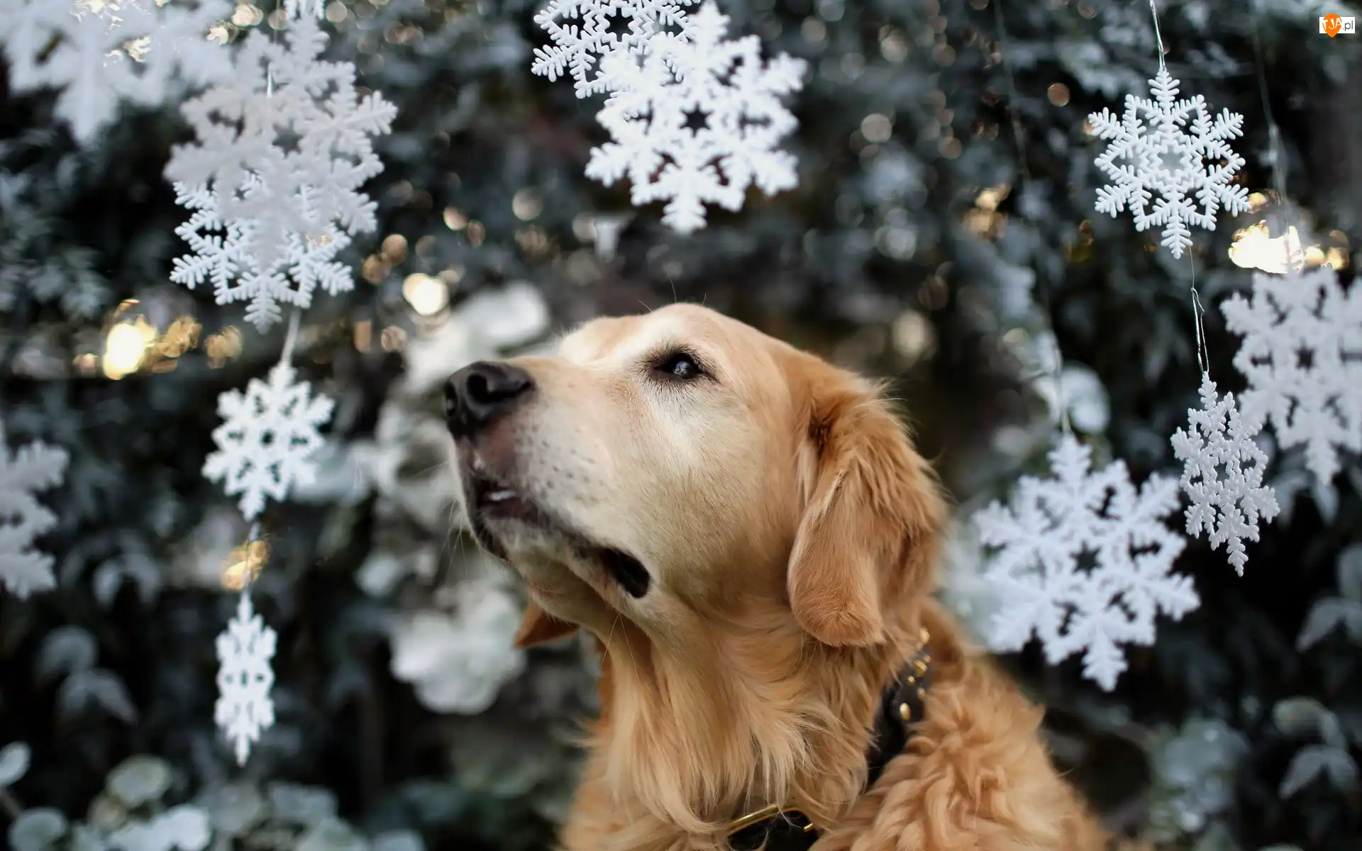 Golden, Biszkoptowy, Świąteczne, Rozmycie, Retriever, Gwiazdki