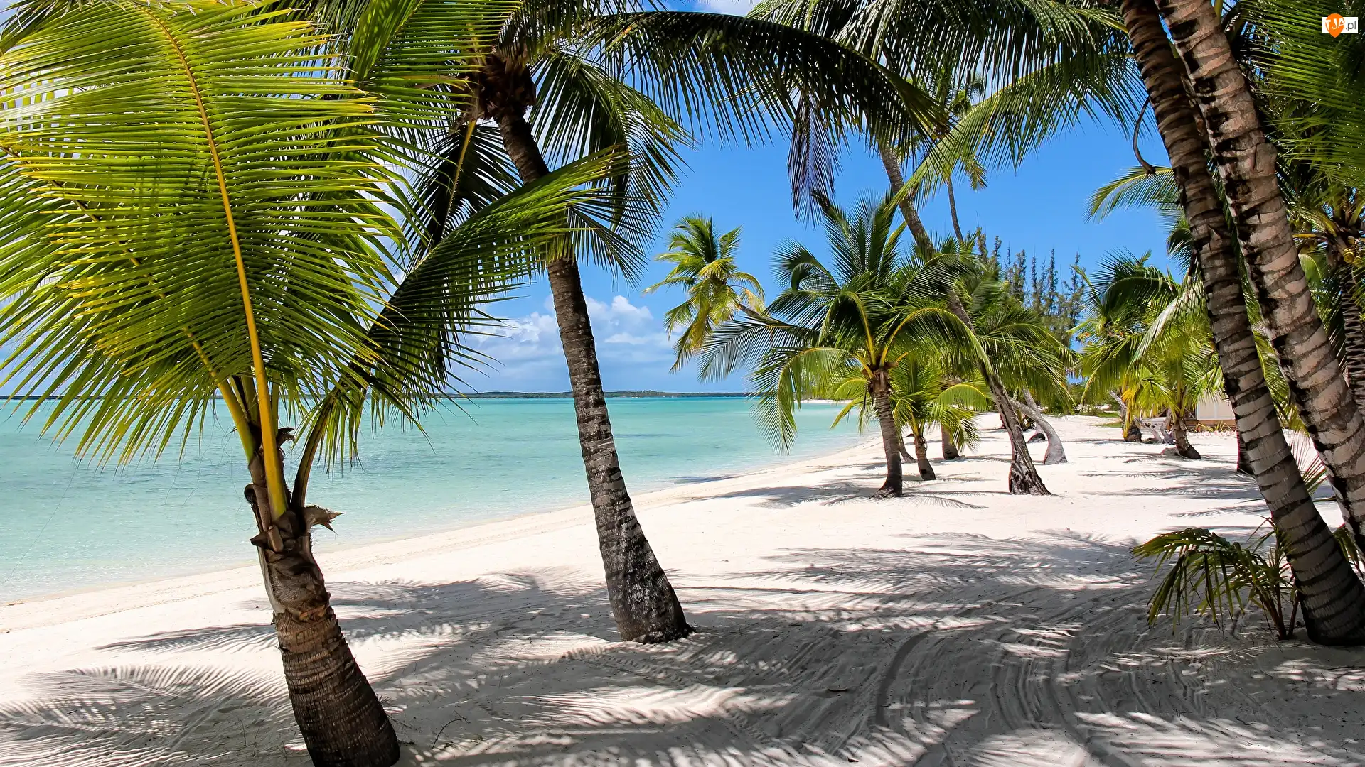 Palmy, Morze, Wybrzeże, Bahamy, Plaża