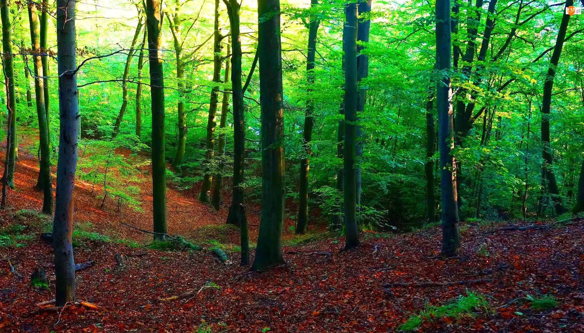 Gdańsk, Polska, Las Oliwski, Rośliny, Trójmiejski Park Krajobrazowy, Drzewa