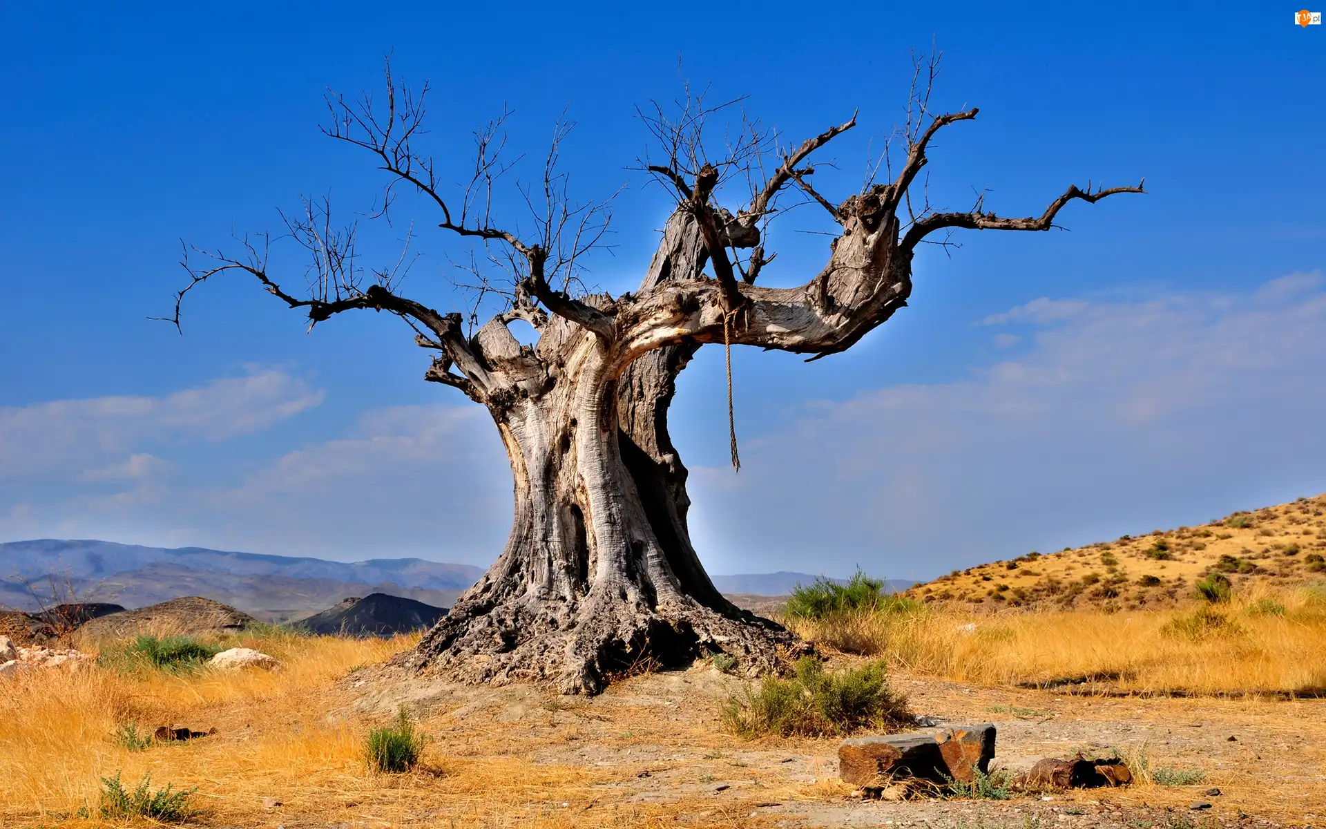 Baobab, Niebo, Drzewo, Suche, Błękitne