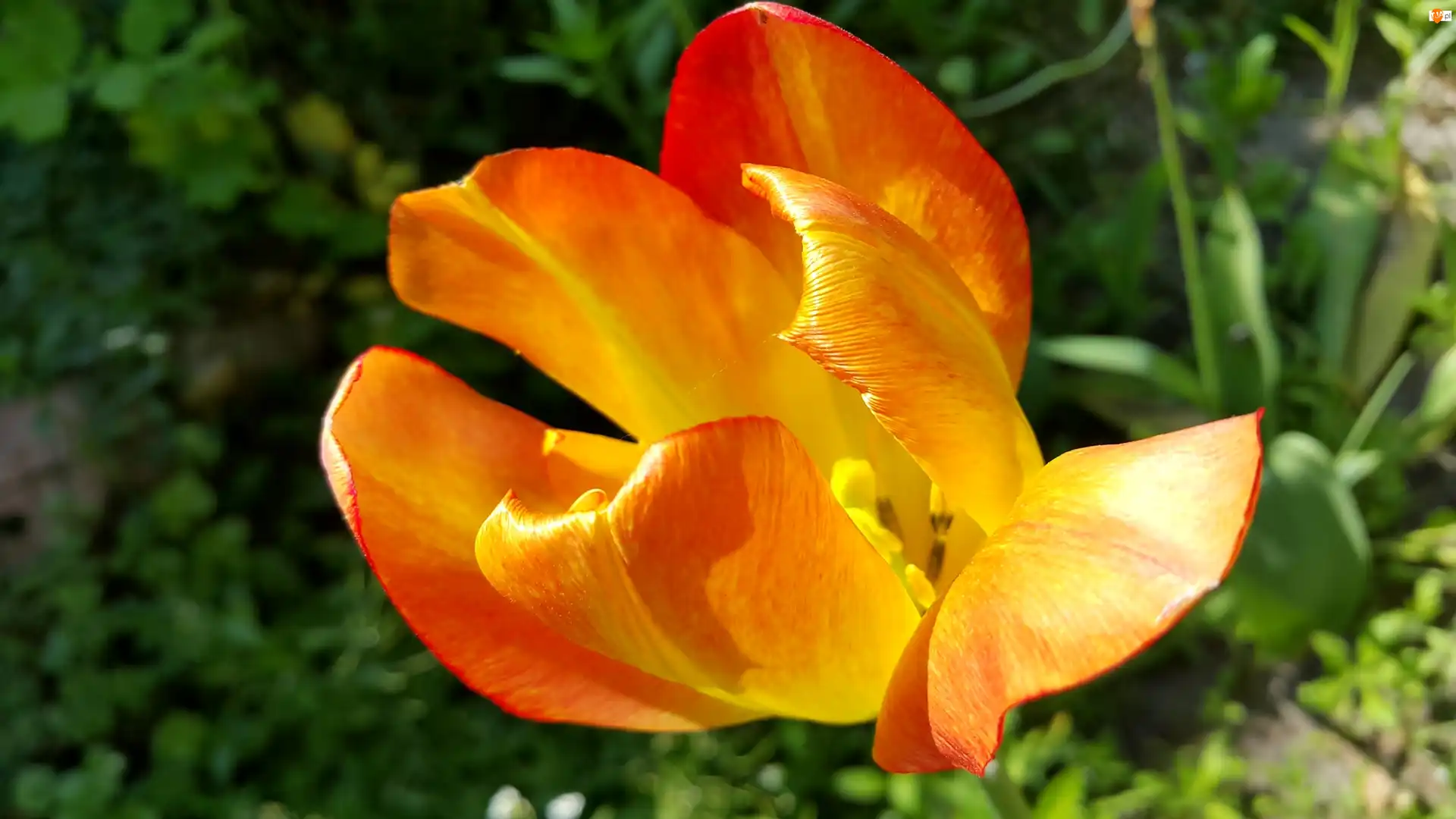 Tulipan, Pomarańczowy