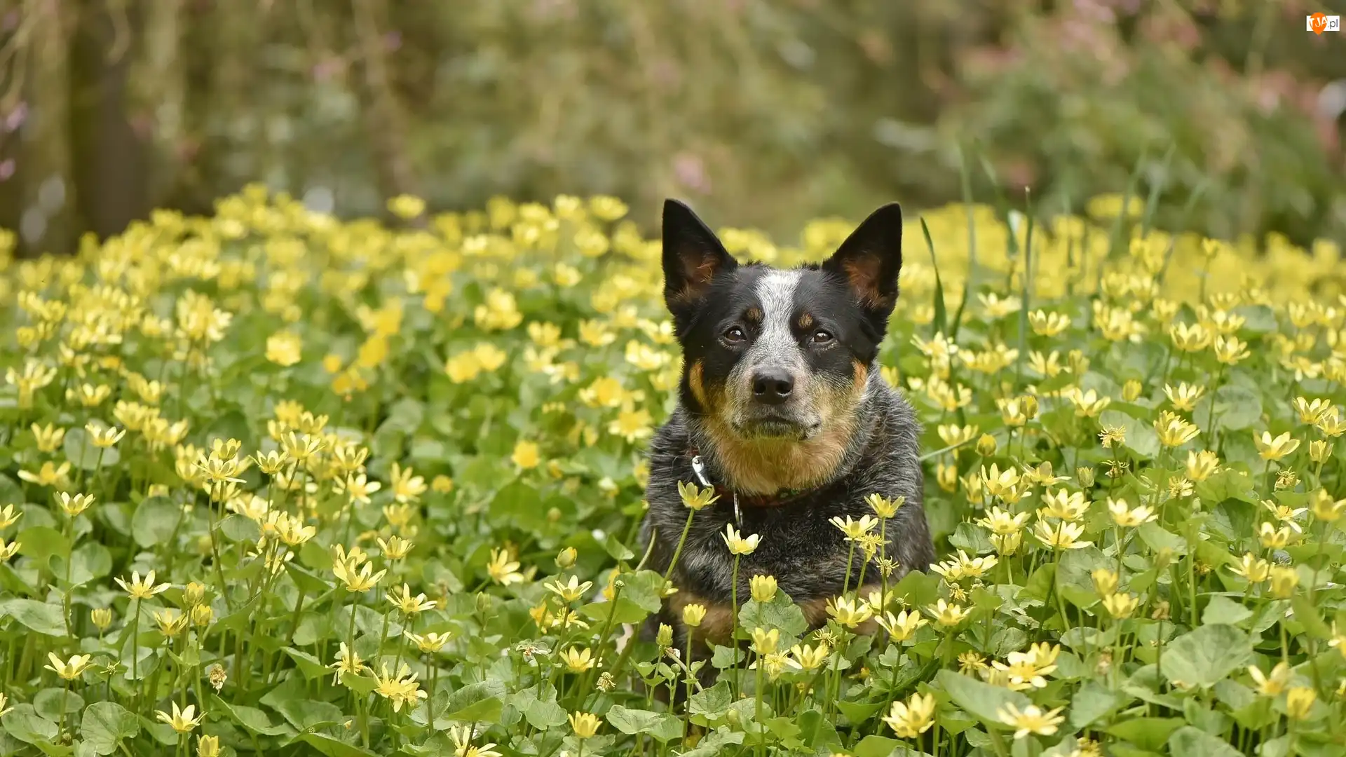 Łąka, Kwiaty, Australian cattle dog, Pies, Żółte