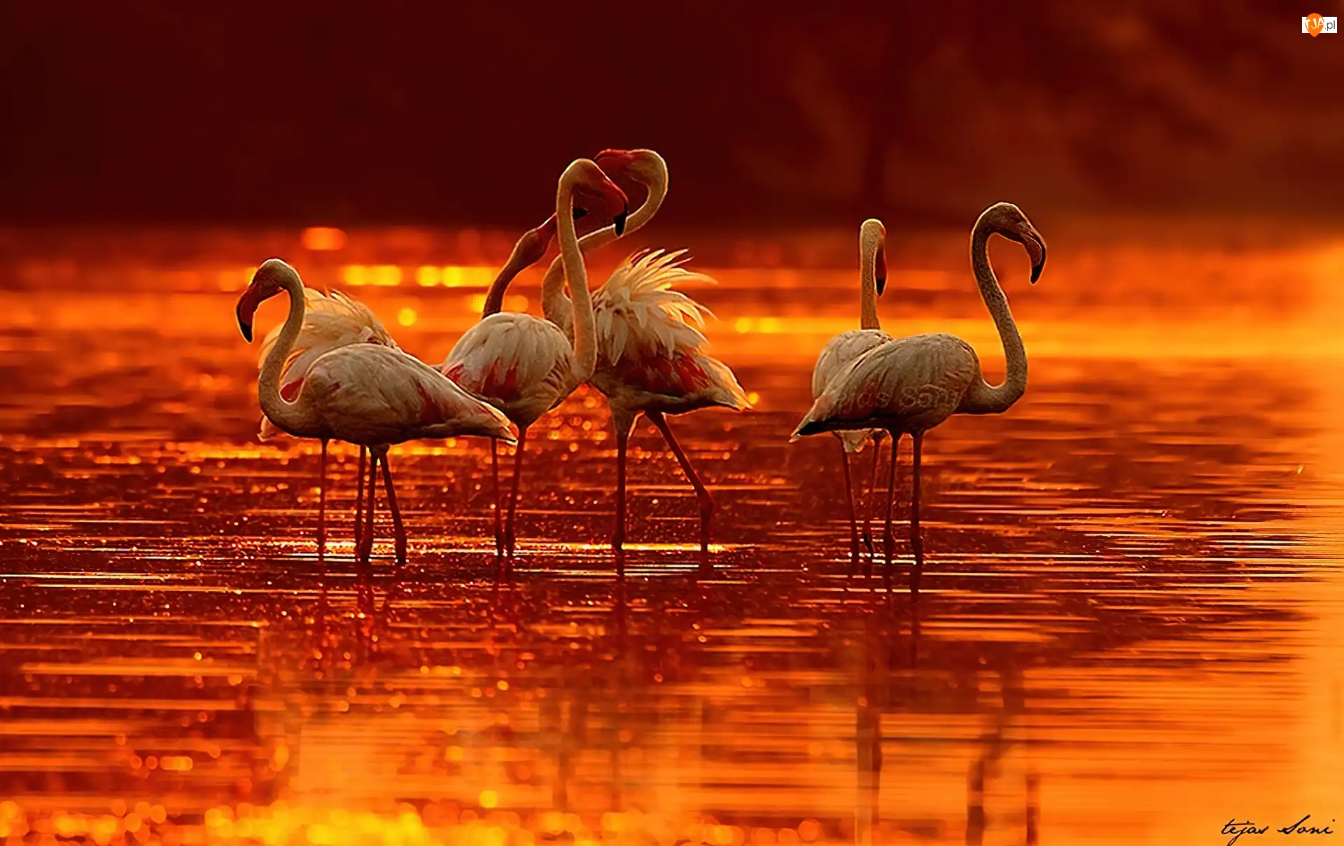 Słońca, Flamingi, Zachód