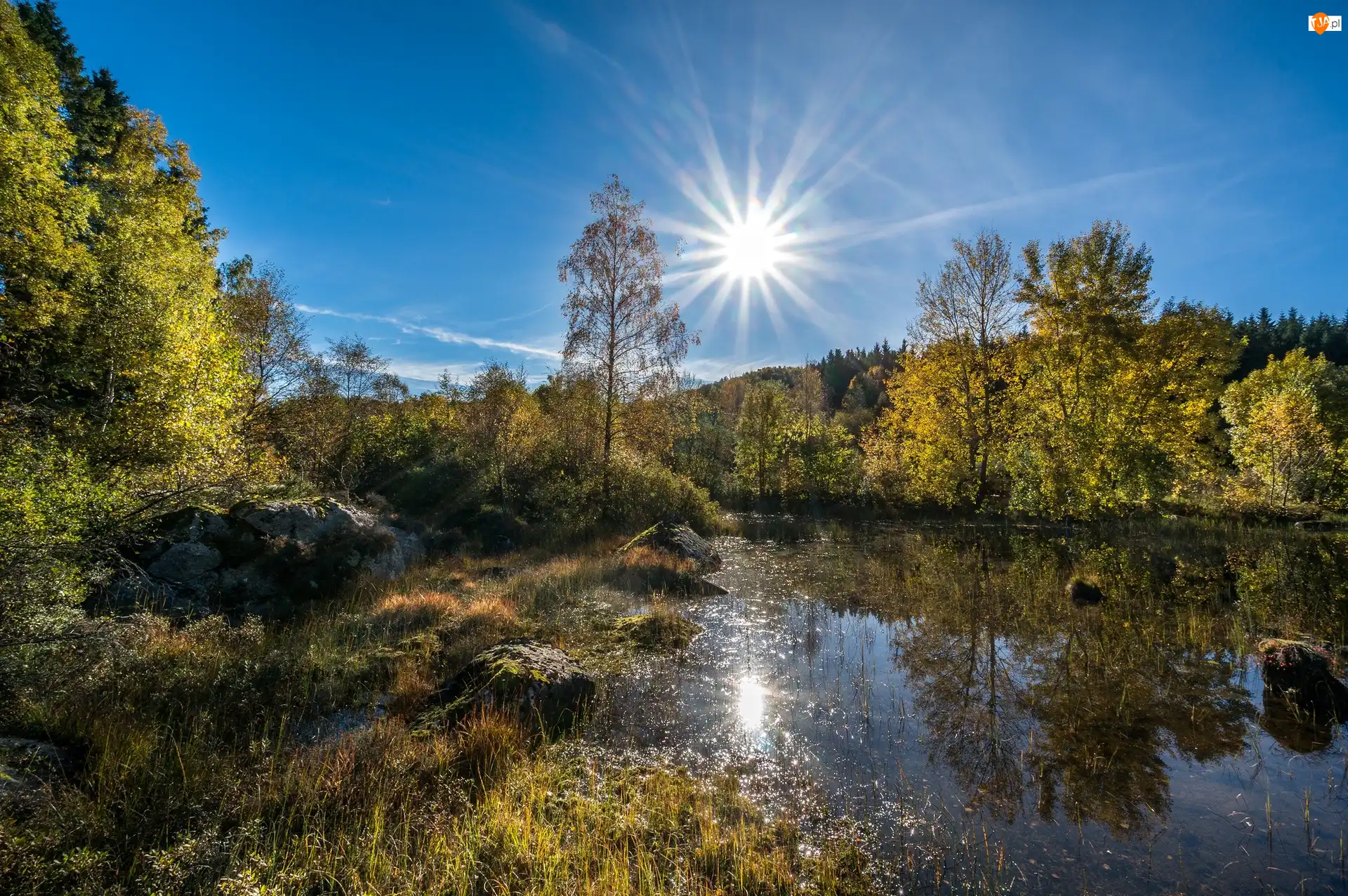Las, Promienie, Słońca, Staw