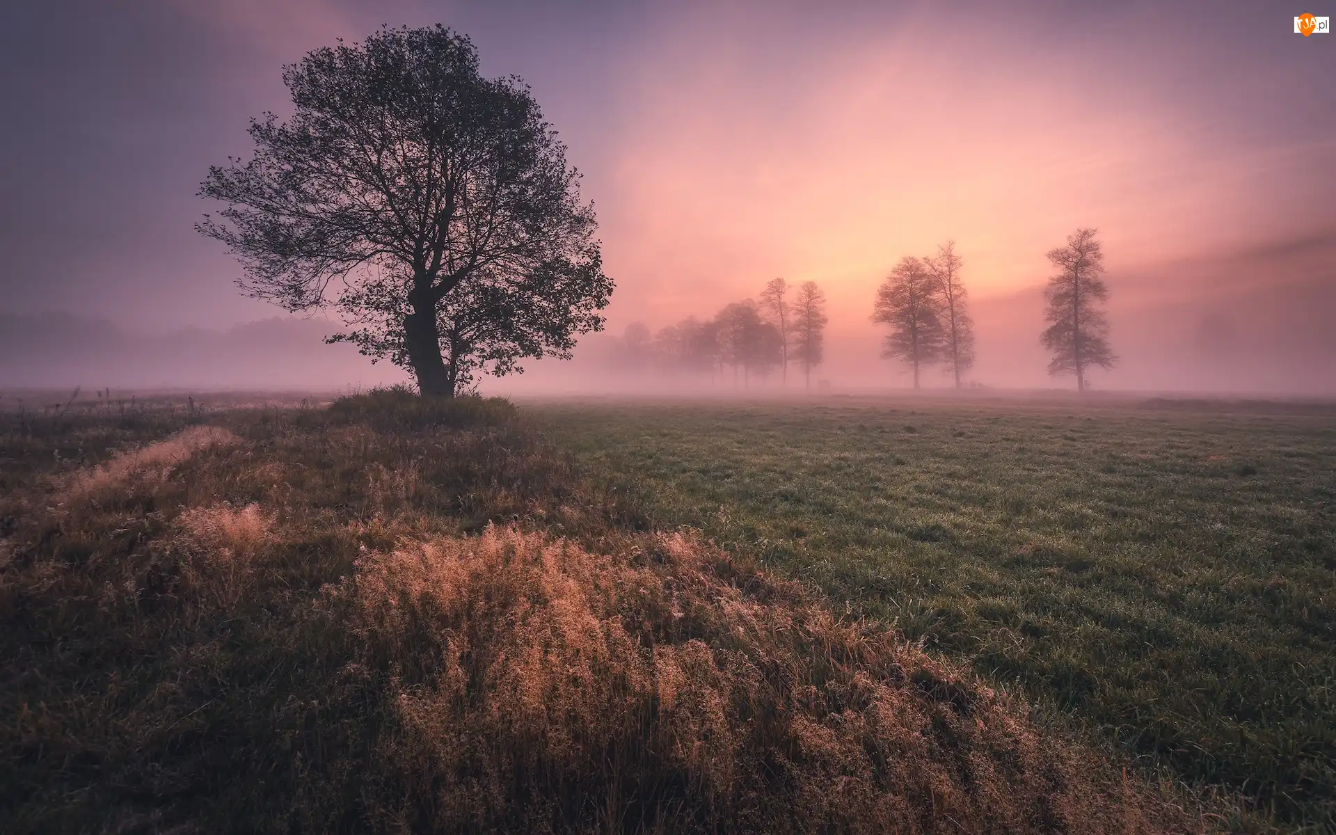 Drzewa, Wschód słońca, Trawa, Łąka, Mgła