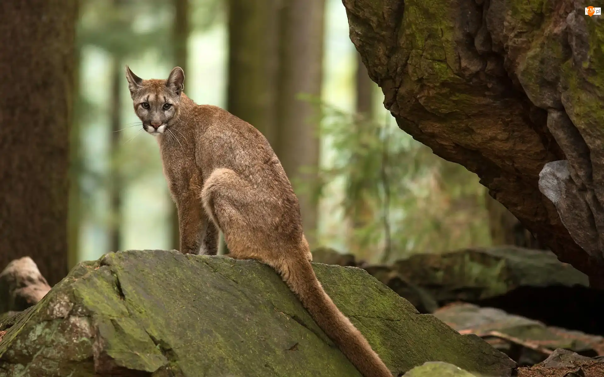 Las, Puma, Skały
