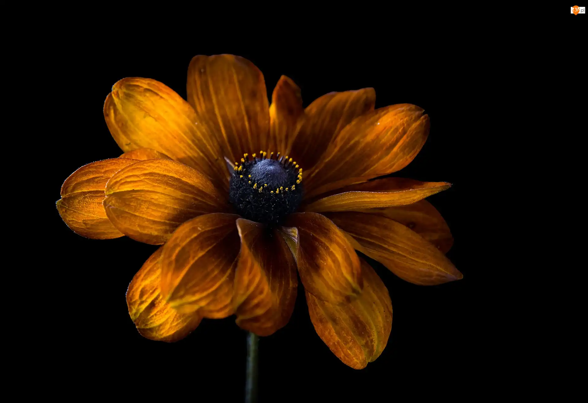 Zbliżenie, Kwiat, Rudbekia