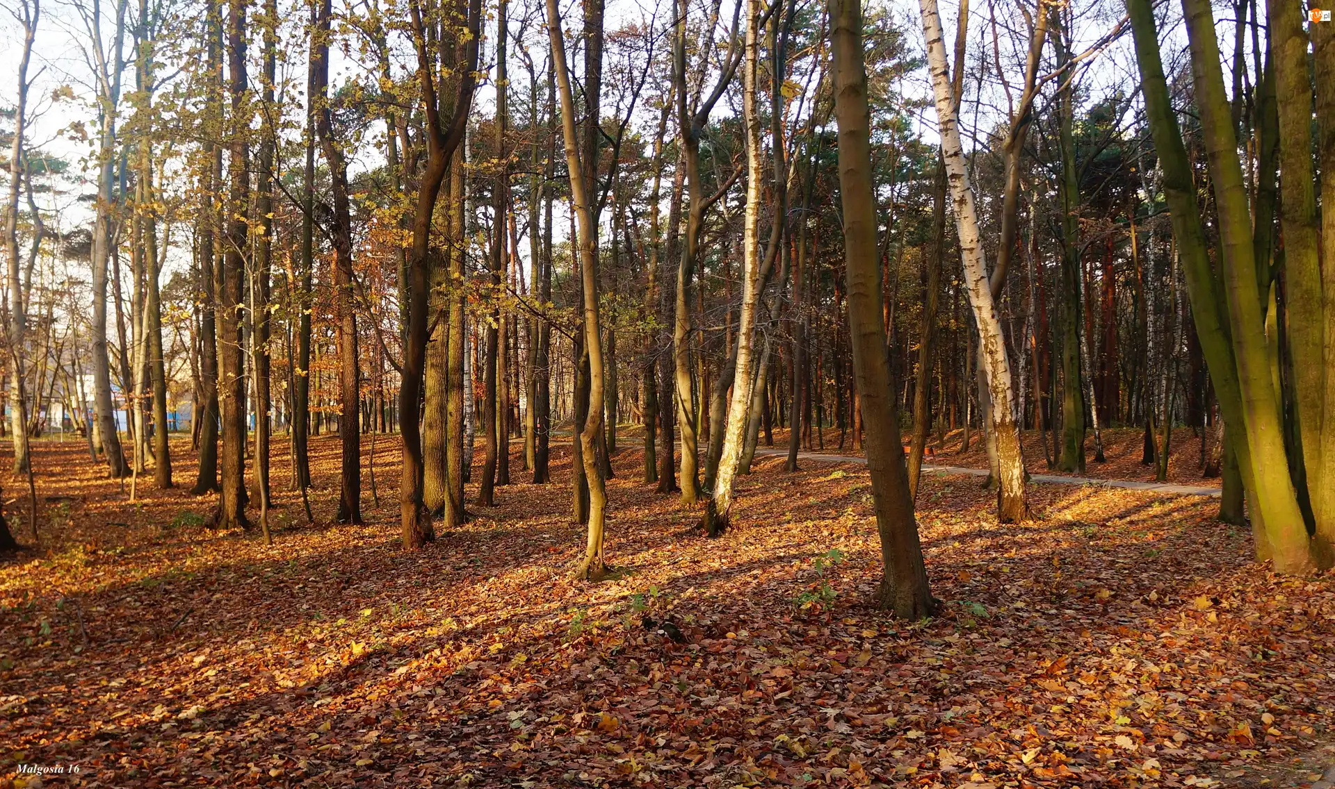 Jesień, Park, Drzewa