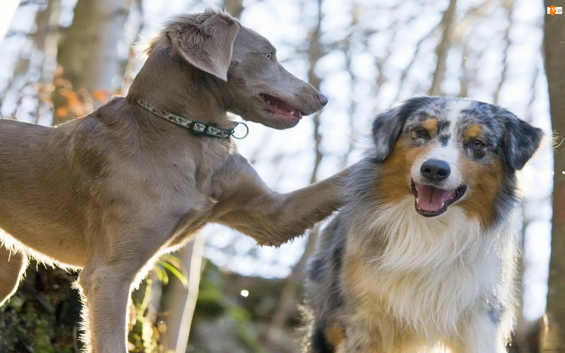 Australian shepherd, Wyżeł weimarski, Owczarek australijski