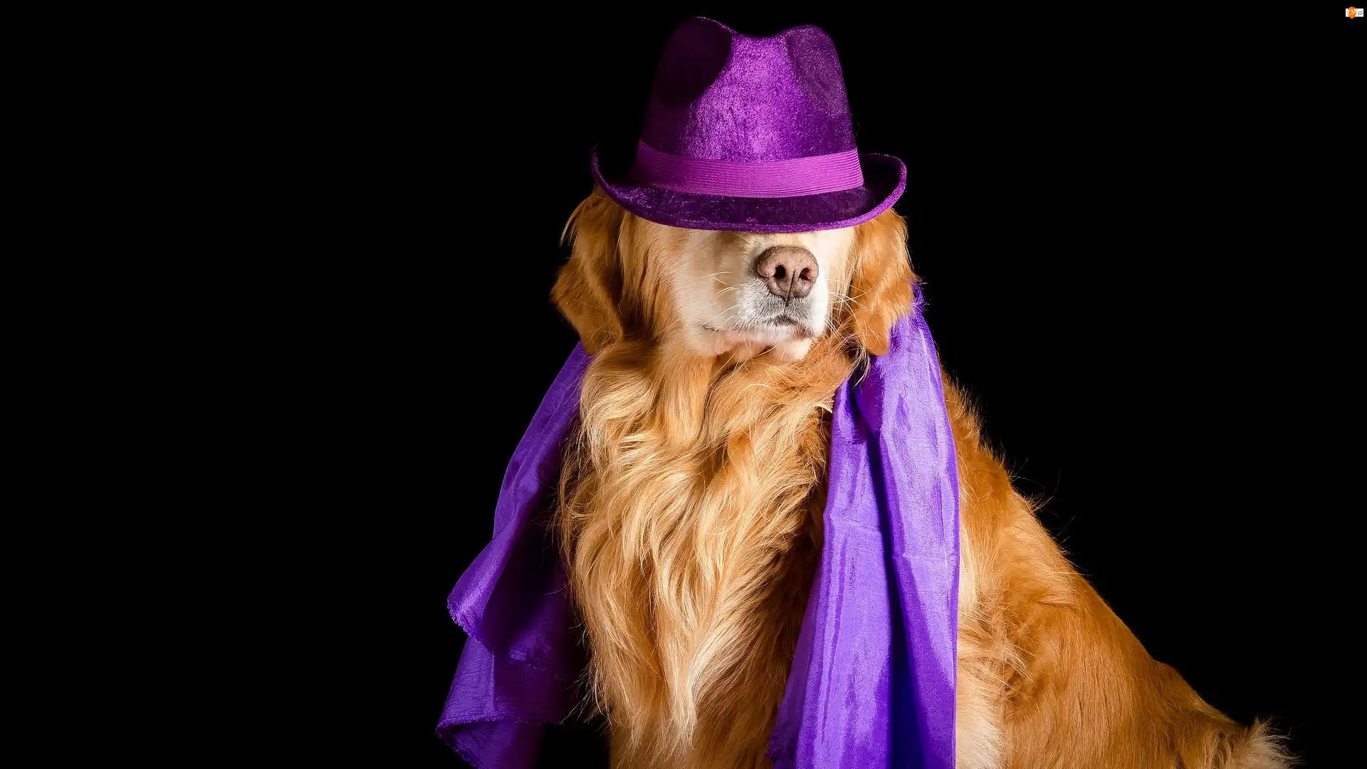 Golden retriever, Fioletowy, Tło, Pies, Ciemne, Apaszka, Kapelusz